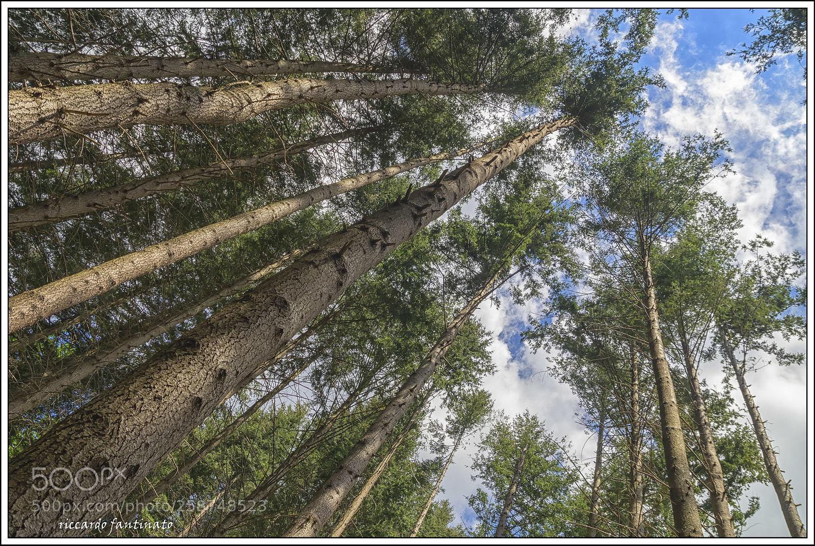 Pentax K-5 sample photo. Foresta incantata/enchanting forest photography