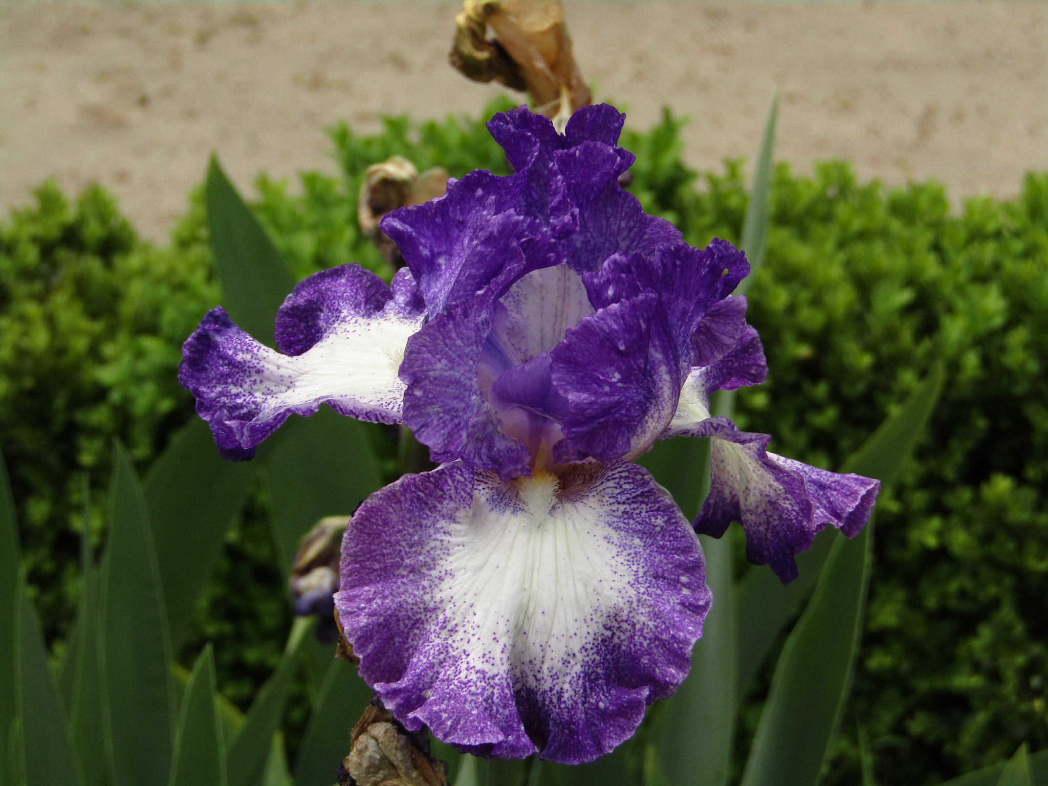 Canon POWERSHOT SX430 IS sample photo. Img photography