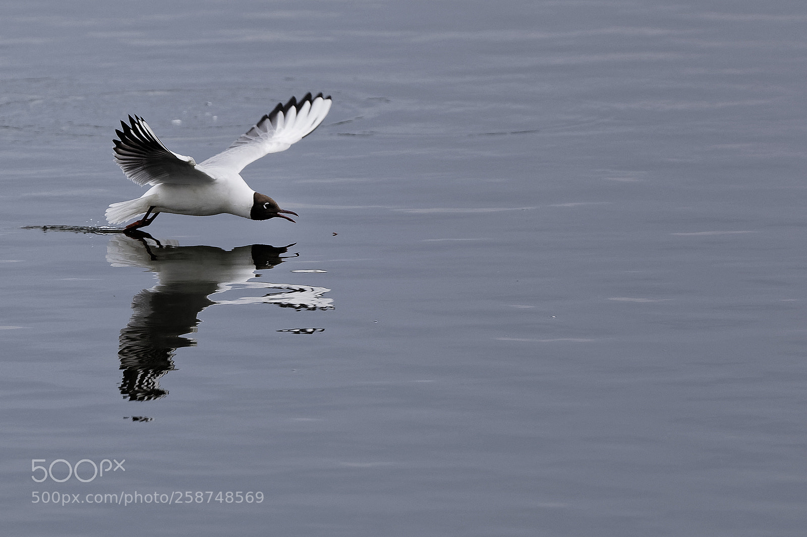 Canon EOS 5D Mark IV sample photo. Black headed gull in photography
