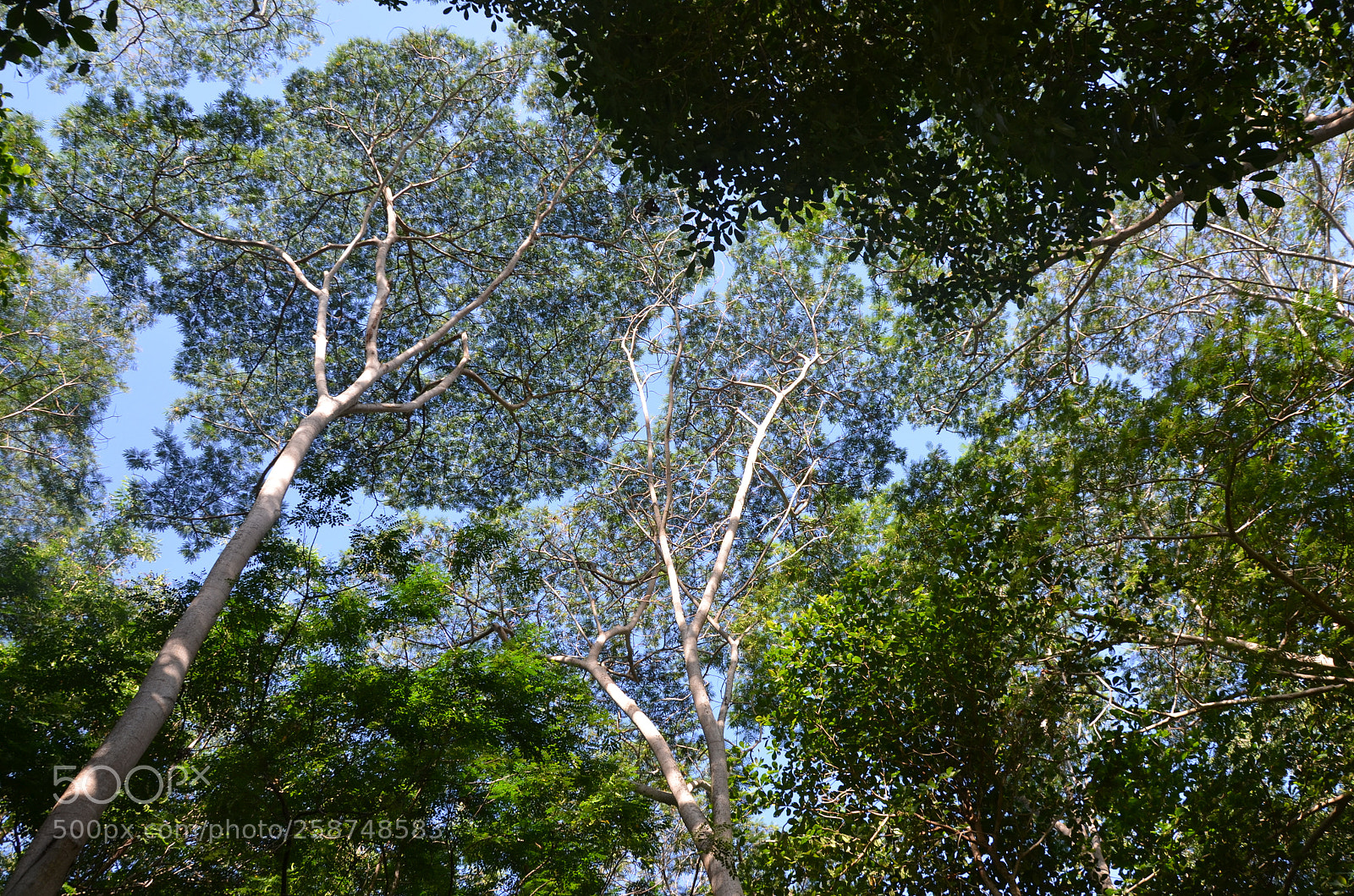 Nikon D5100 sample photo. Dome photography