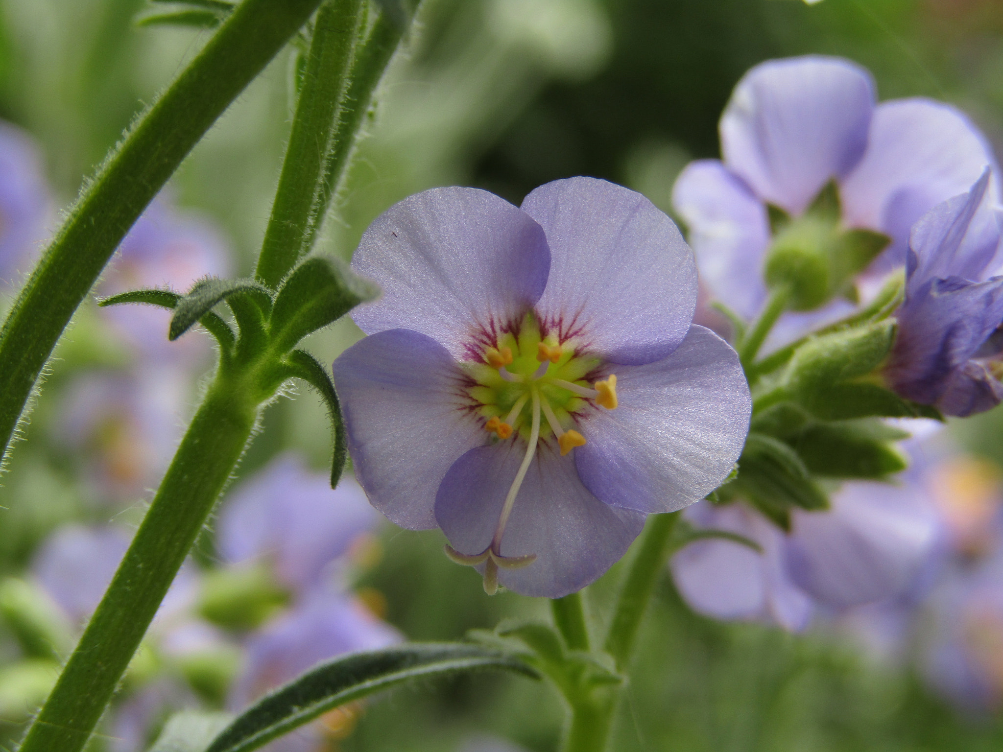 Canon POWERSHOT SX430 IS sample photo. Img photography