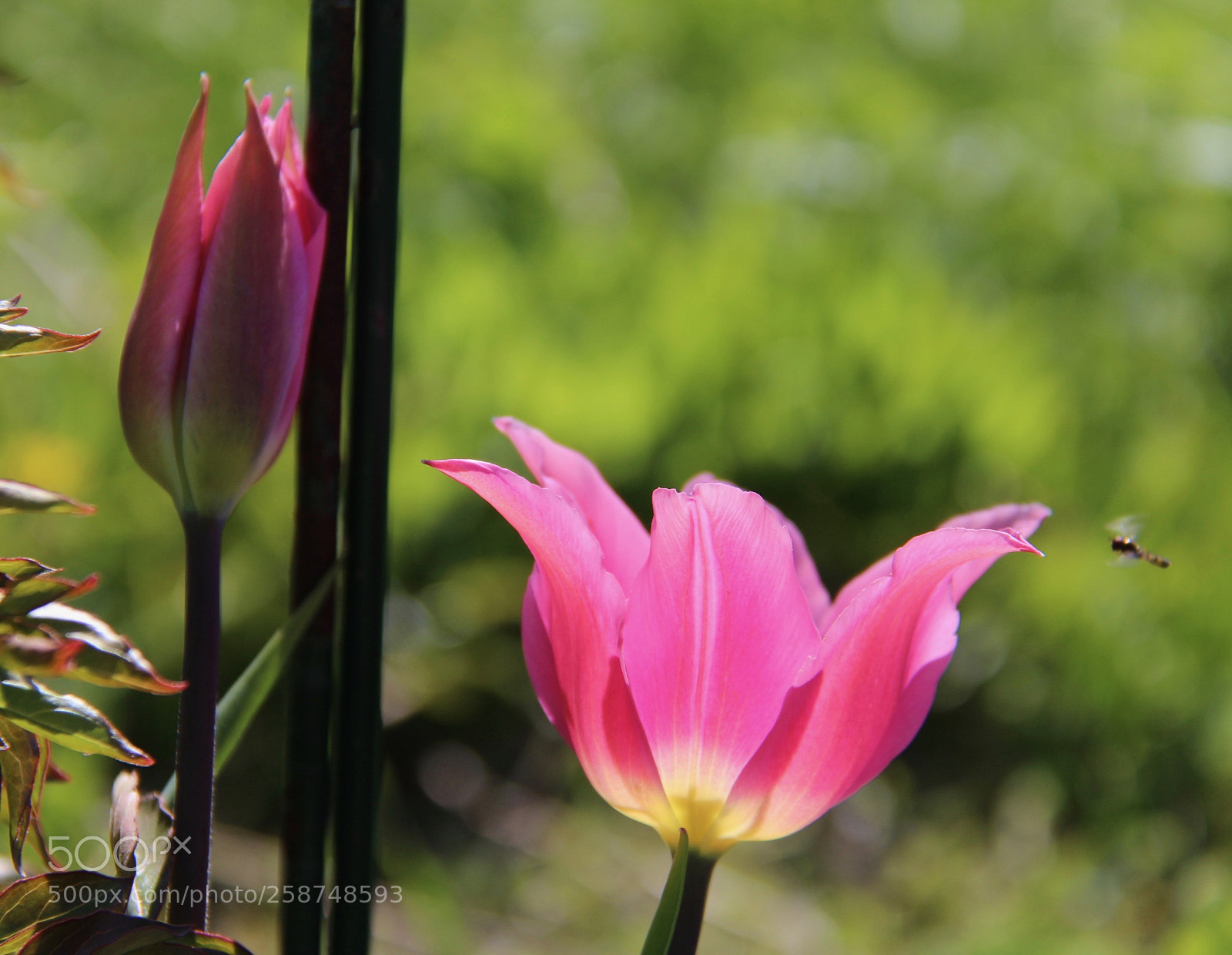Canon EOS 700D (EOS Rebel T5i / EOS Kiss X7i) sample photo. Flowers and bees photography