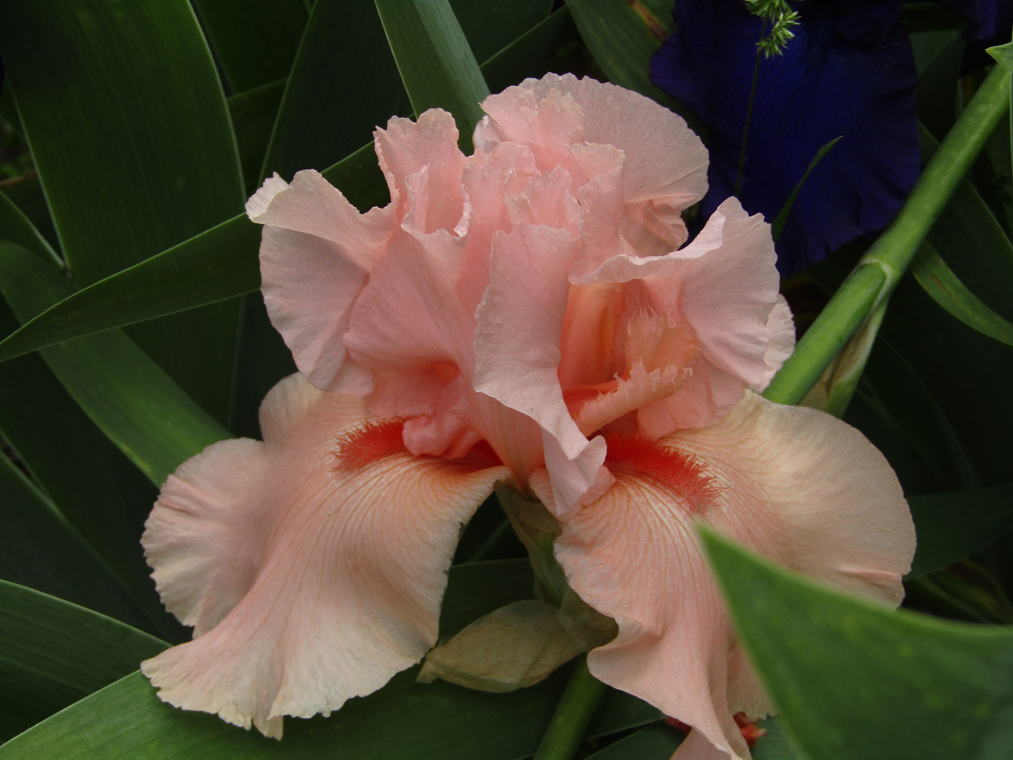 Canon POWERSHOT SX430 IS sample photo. Img photography