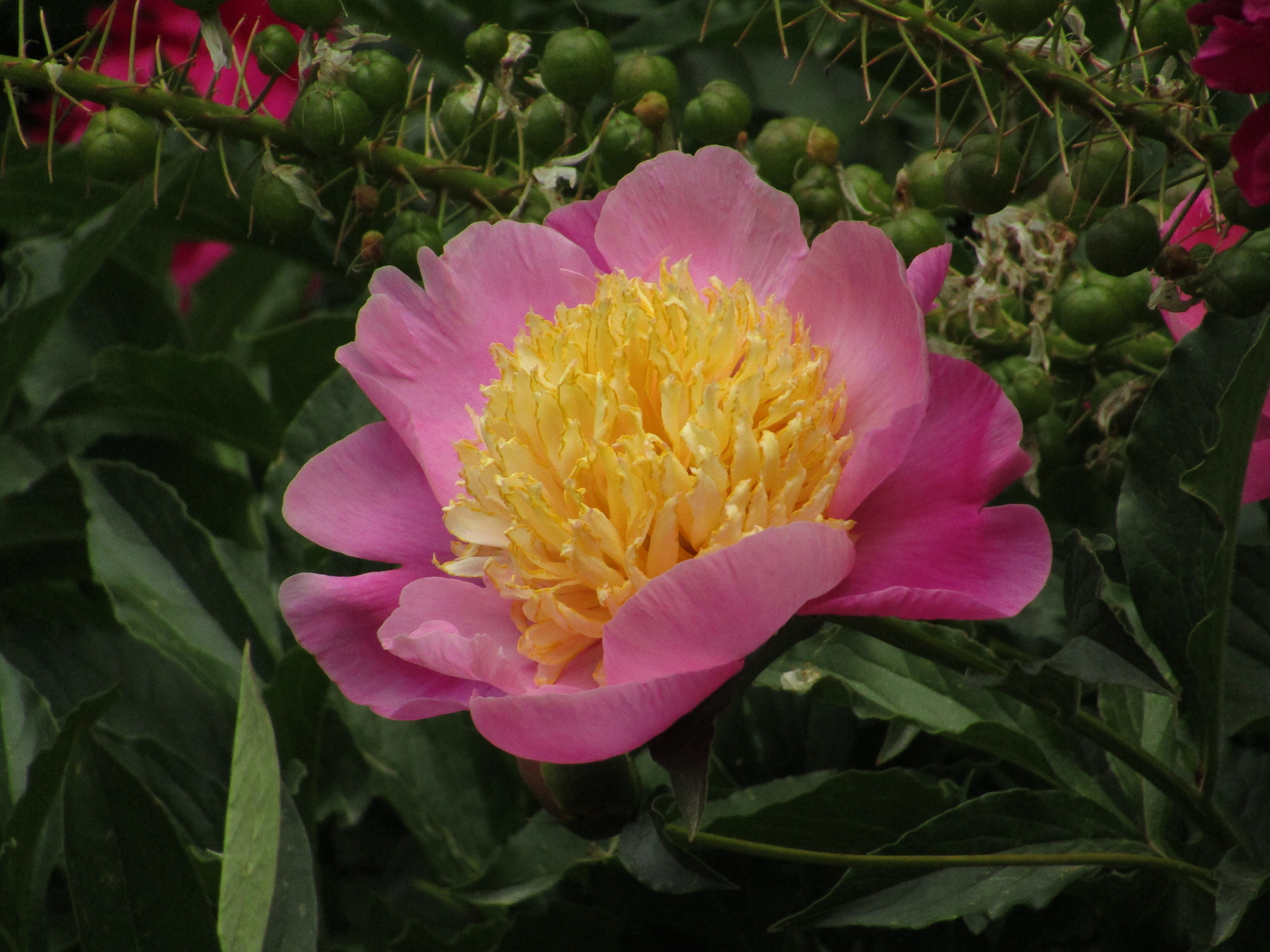 Canon POWERSHOT SX430 IS sample photo. Img photography