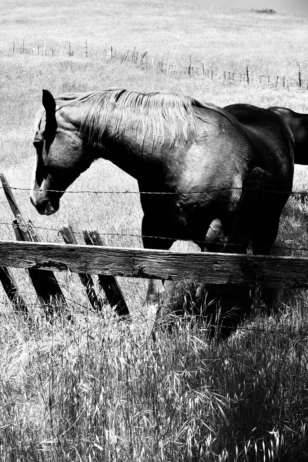 Nikon D3400 sample photo. In a field photography