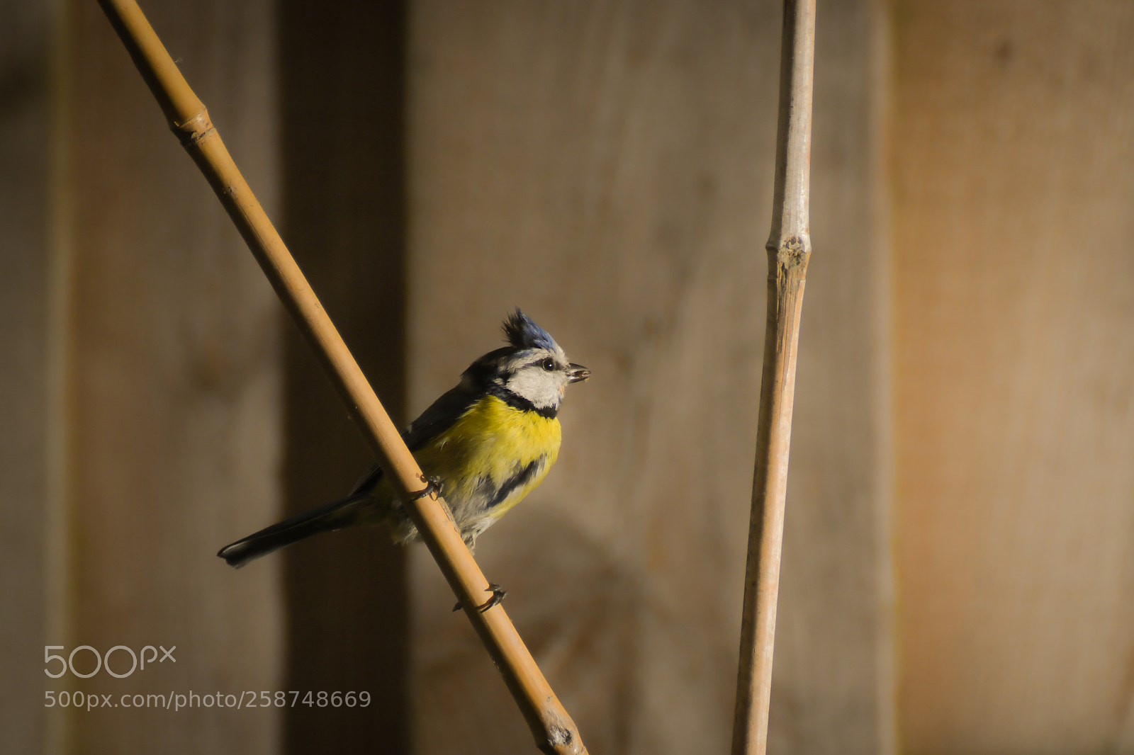 Nikon D500 sample photo. Tomtit photography