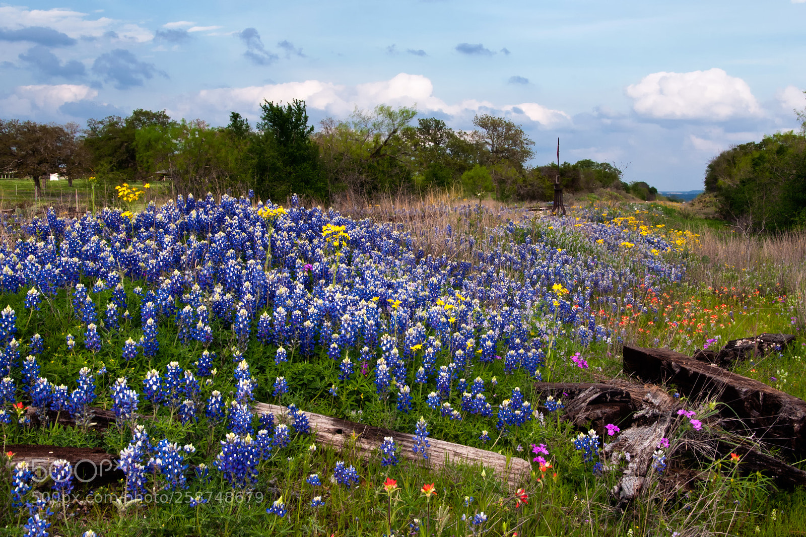 Nikon D300 sample photo. Bluebonnets along the abandoned photography