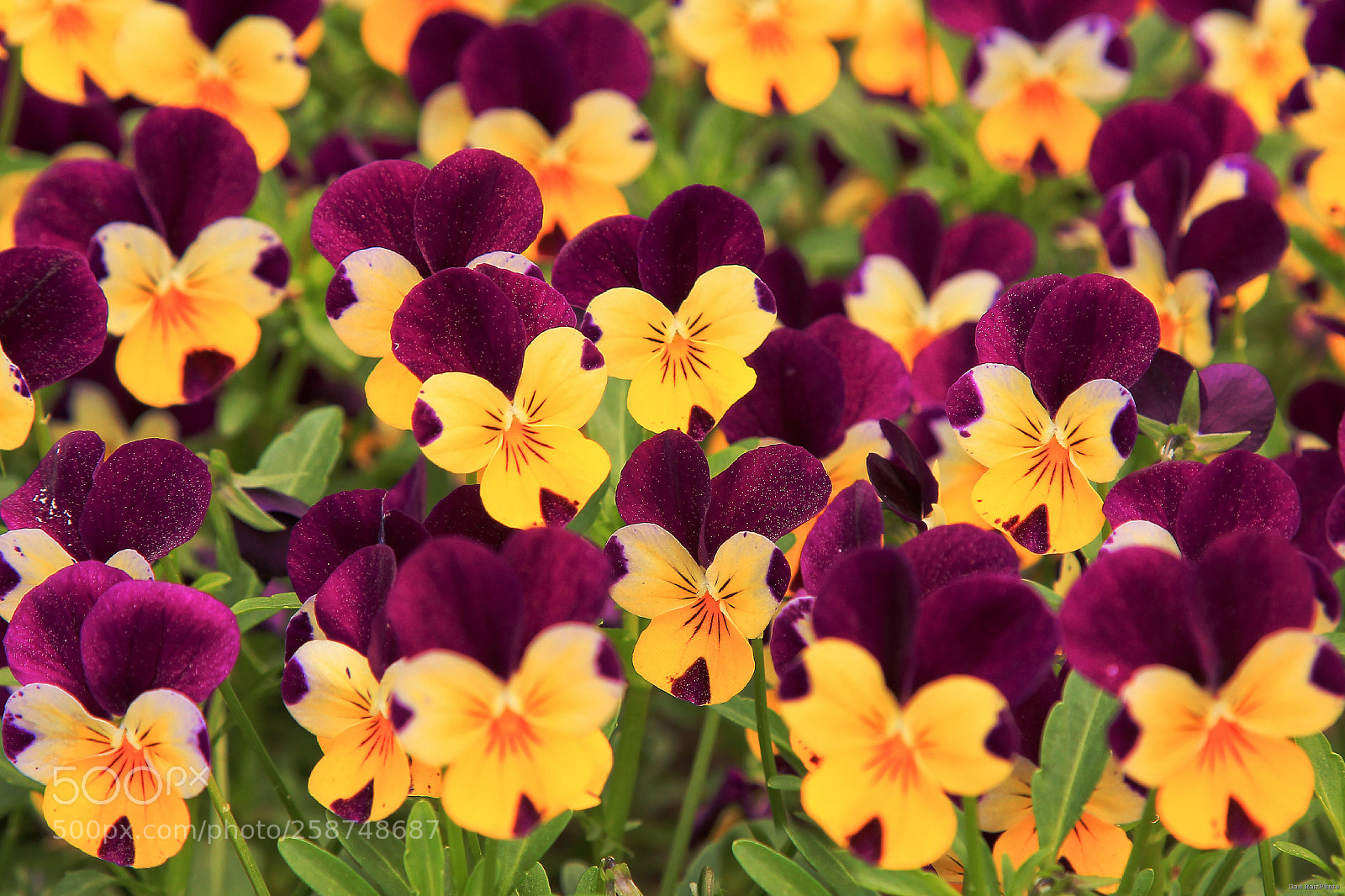 Canon EOS 60D sample photo. Flowers photography