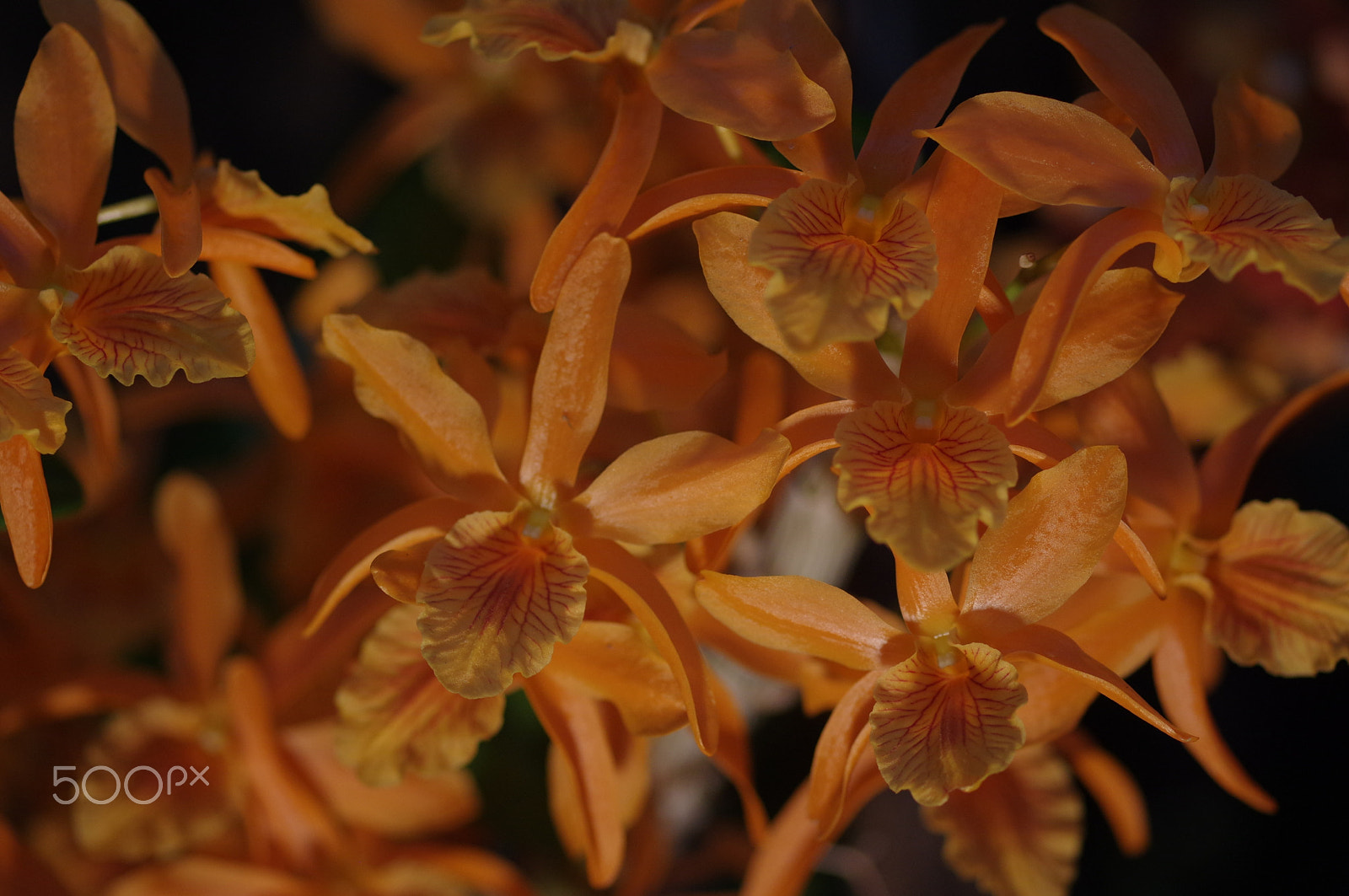 Pentax K-3 II + Pentax smc D-FA 100mm F2.8 Macro WR sample photo. Orange orchid photography