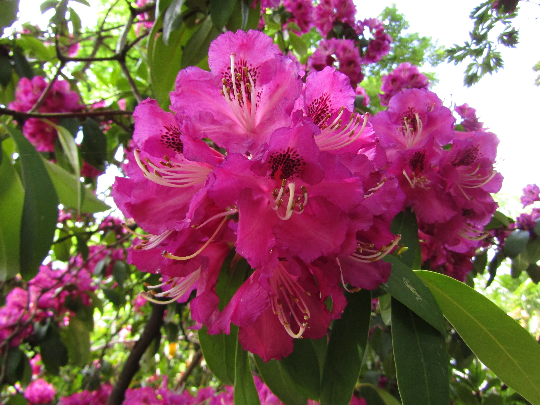 Canon POWERSHOT SX430 IS sample photo. Img photography