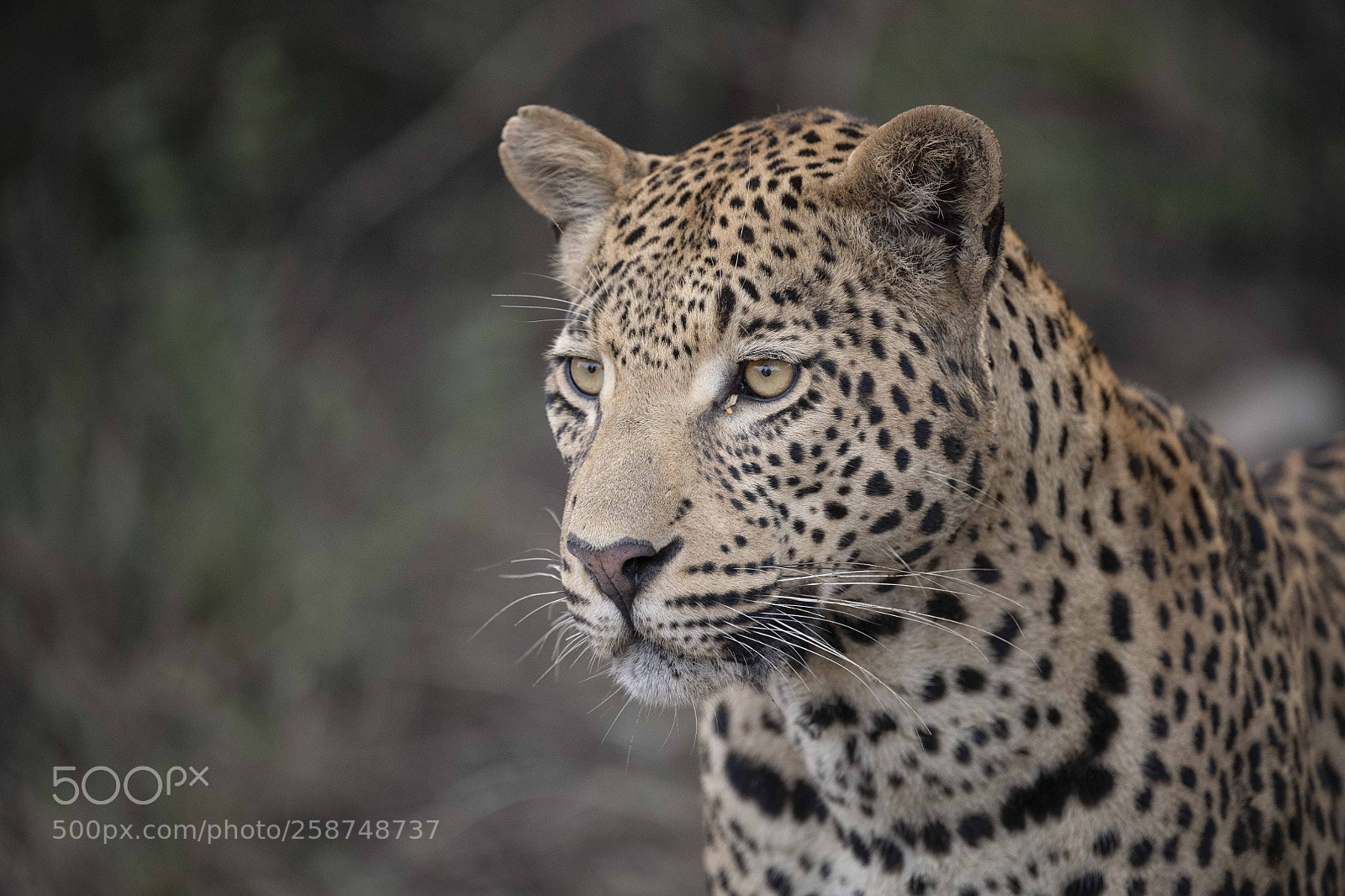 Nikon D850 sample photo. Leopard photography
