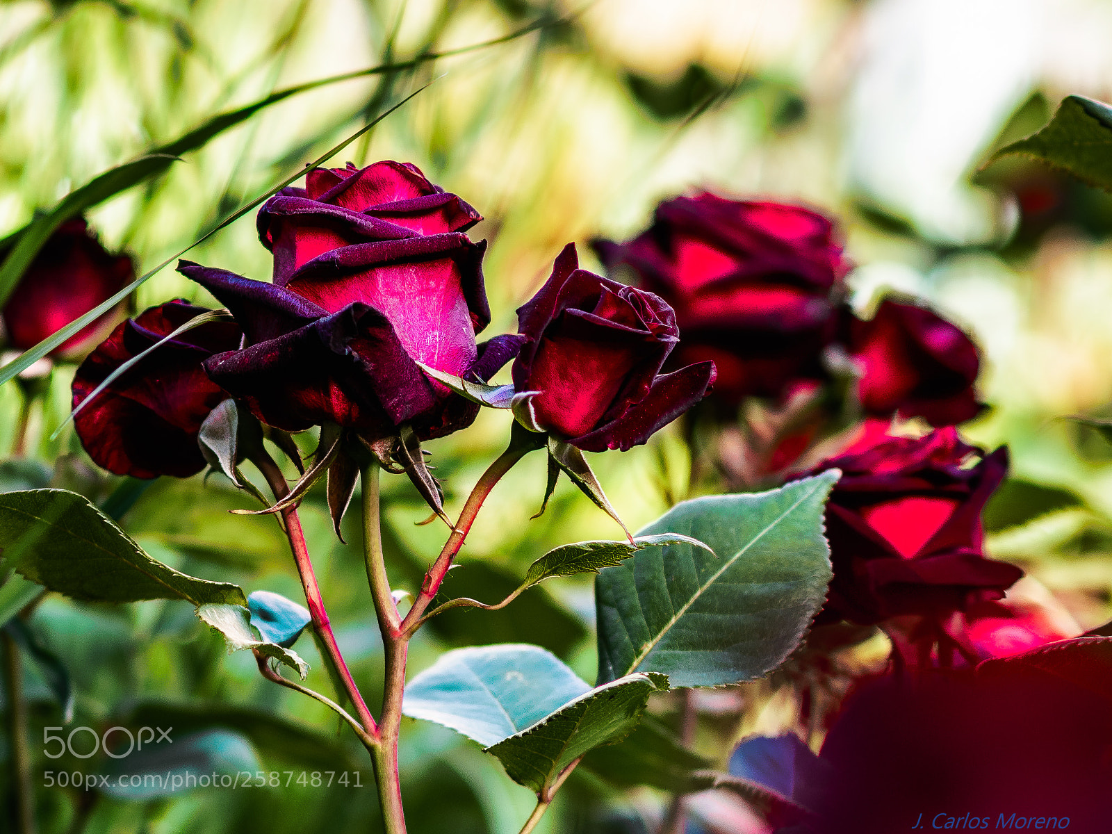 Nikon D500 sample photo. Rosas photography