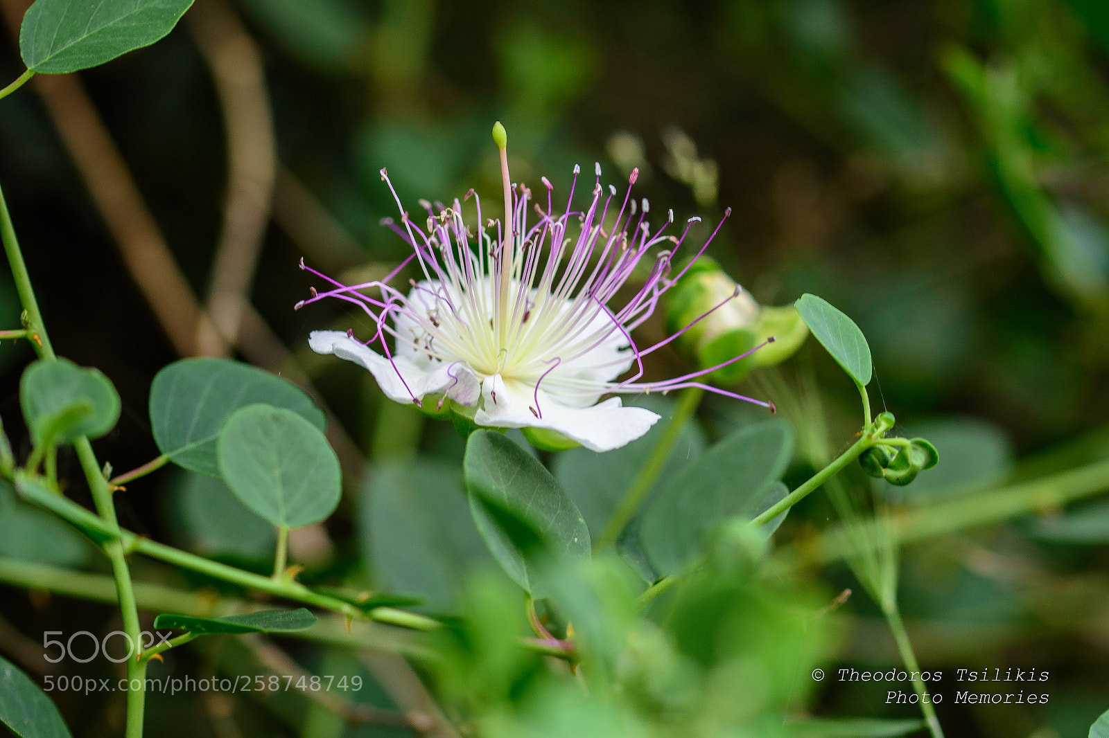 Nikon D7200 sample photo. Blooming caper photography