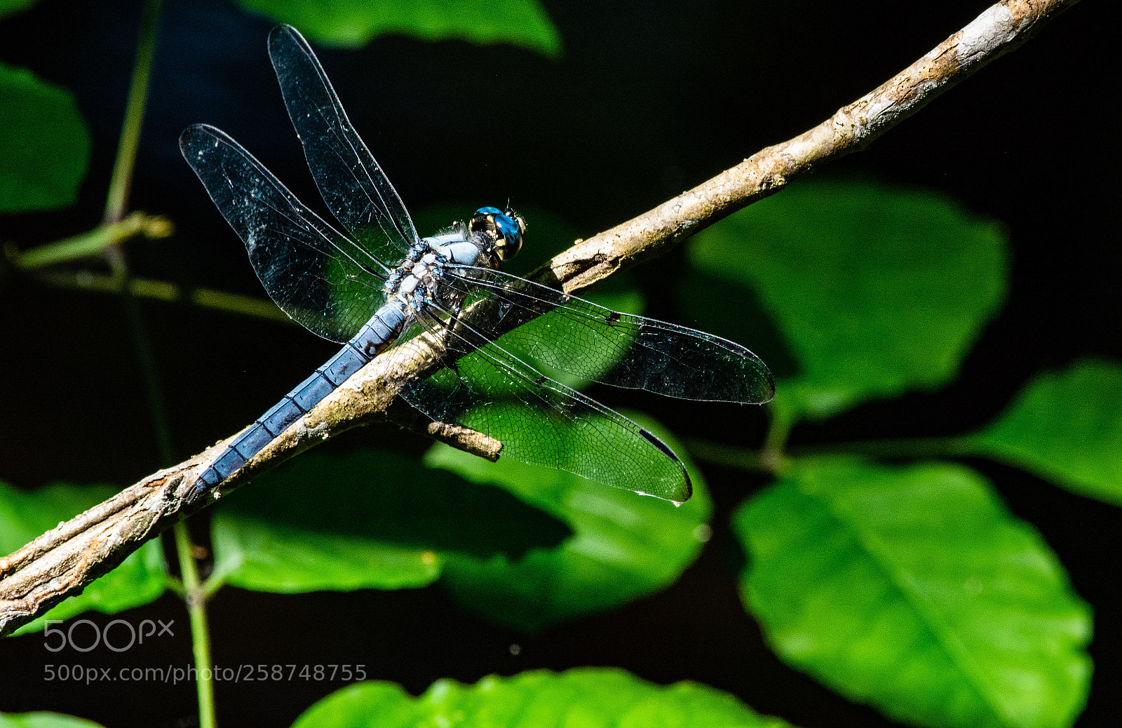 Nikon D5200 sample photo. Dragonfly photography