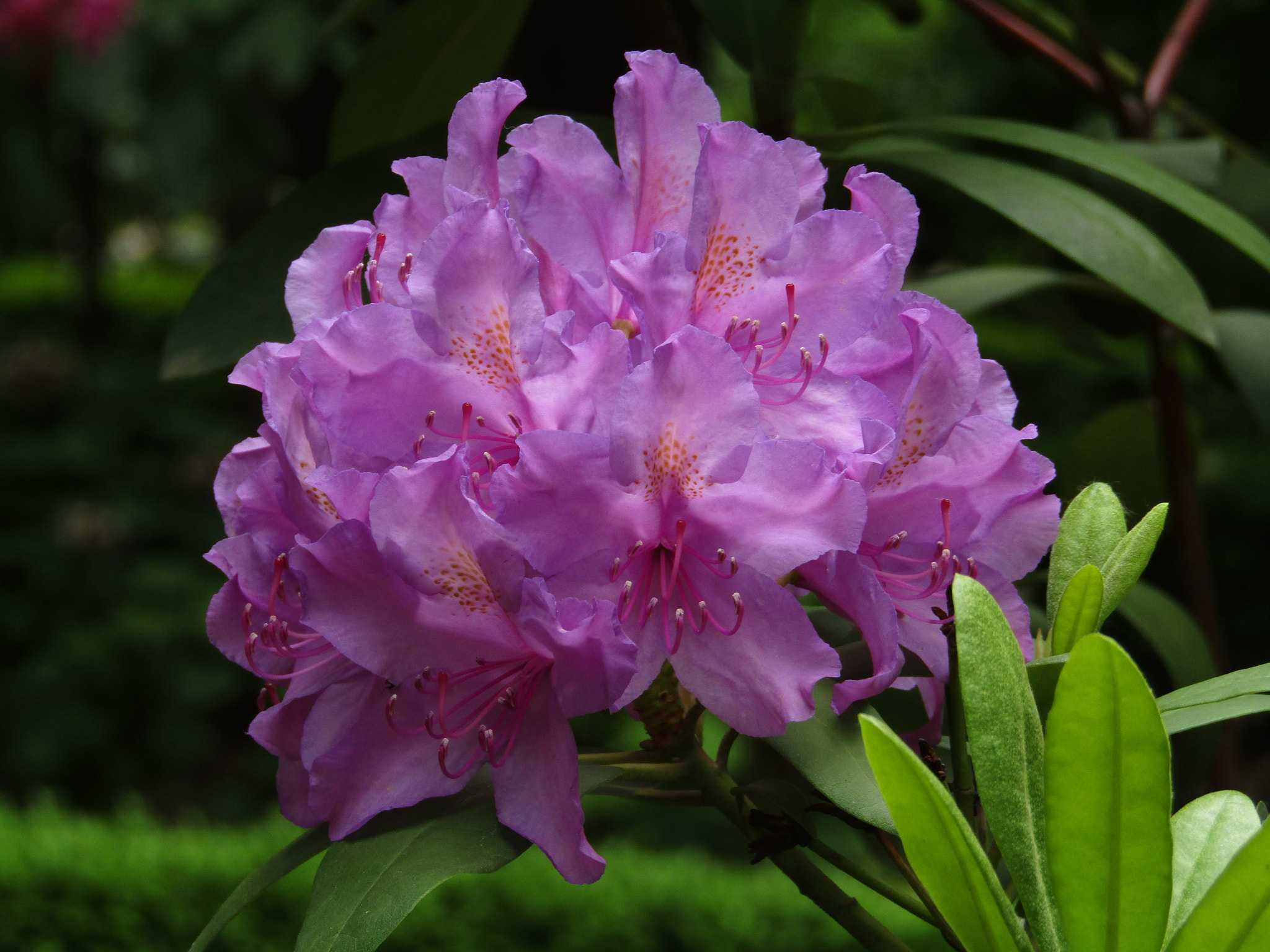 Canon POWERSHOT SX430 IS sample photo. Img photography
