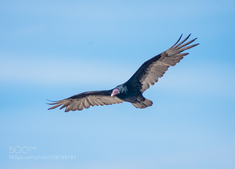Nikon D7200 sample photo. Turkey vulture photography