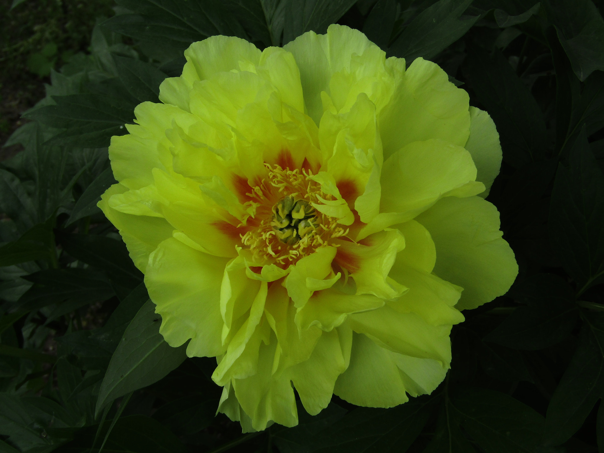 Canon POWERSHOT SX430 IS sample photo. Img photography