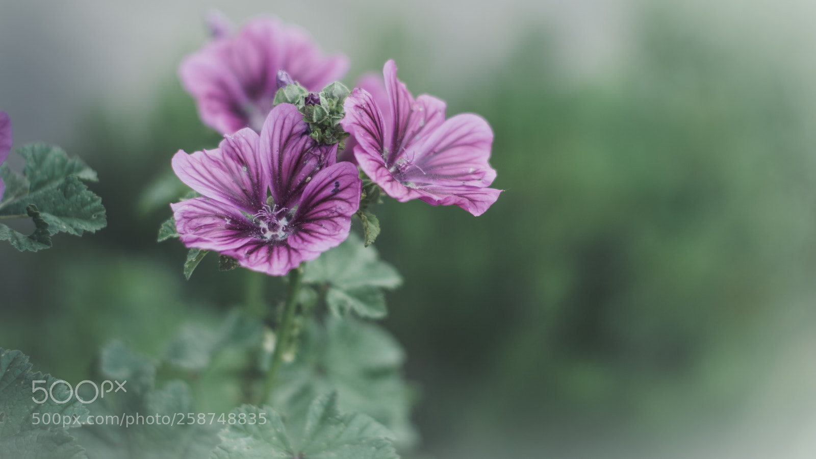Fujifilm X-H1 sample photo. Purple soft photography
