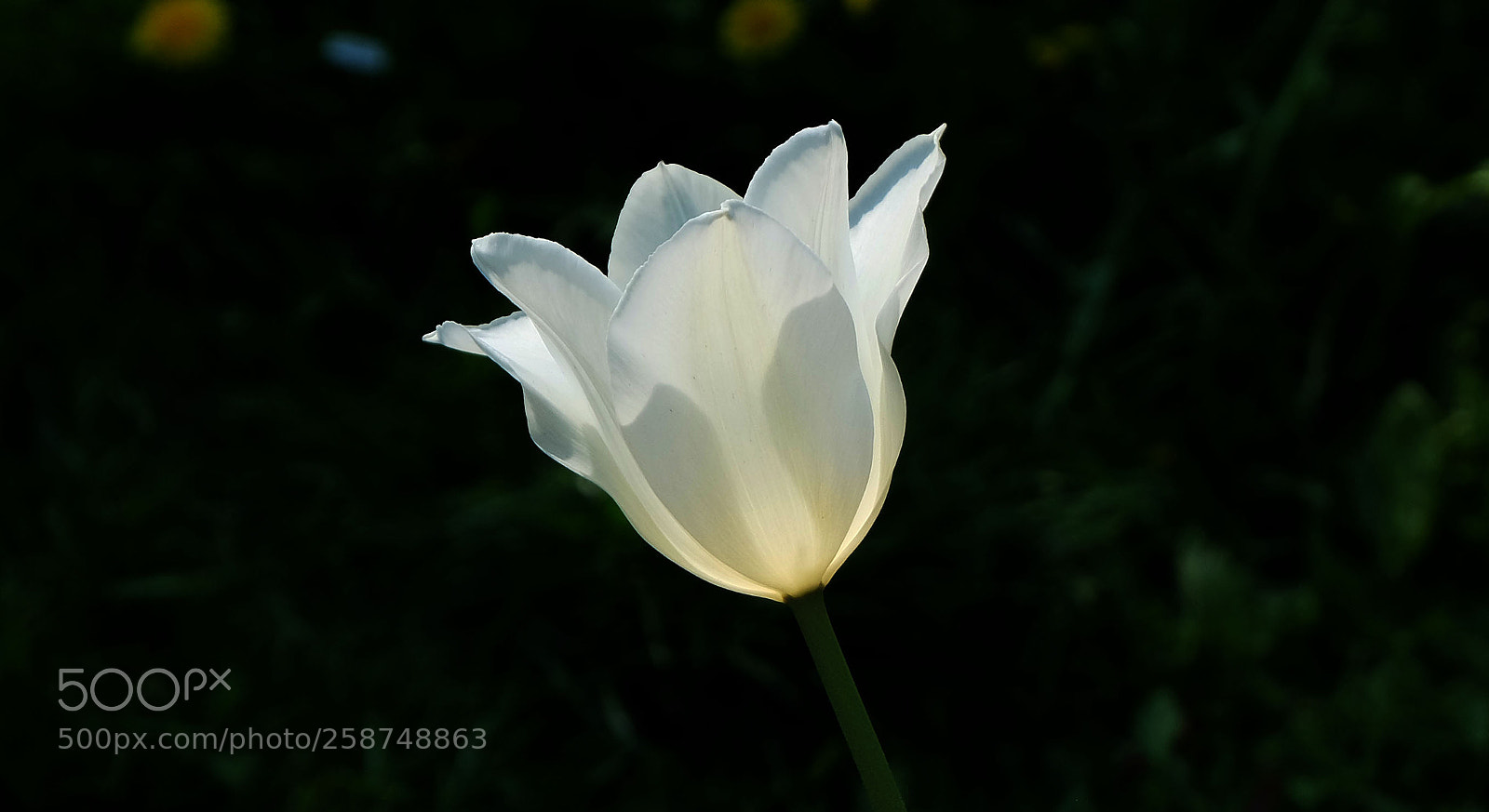 Fujifilm X-M1 sample photo. White tulip photography