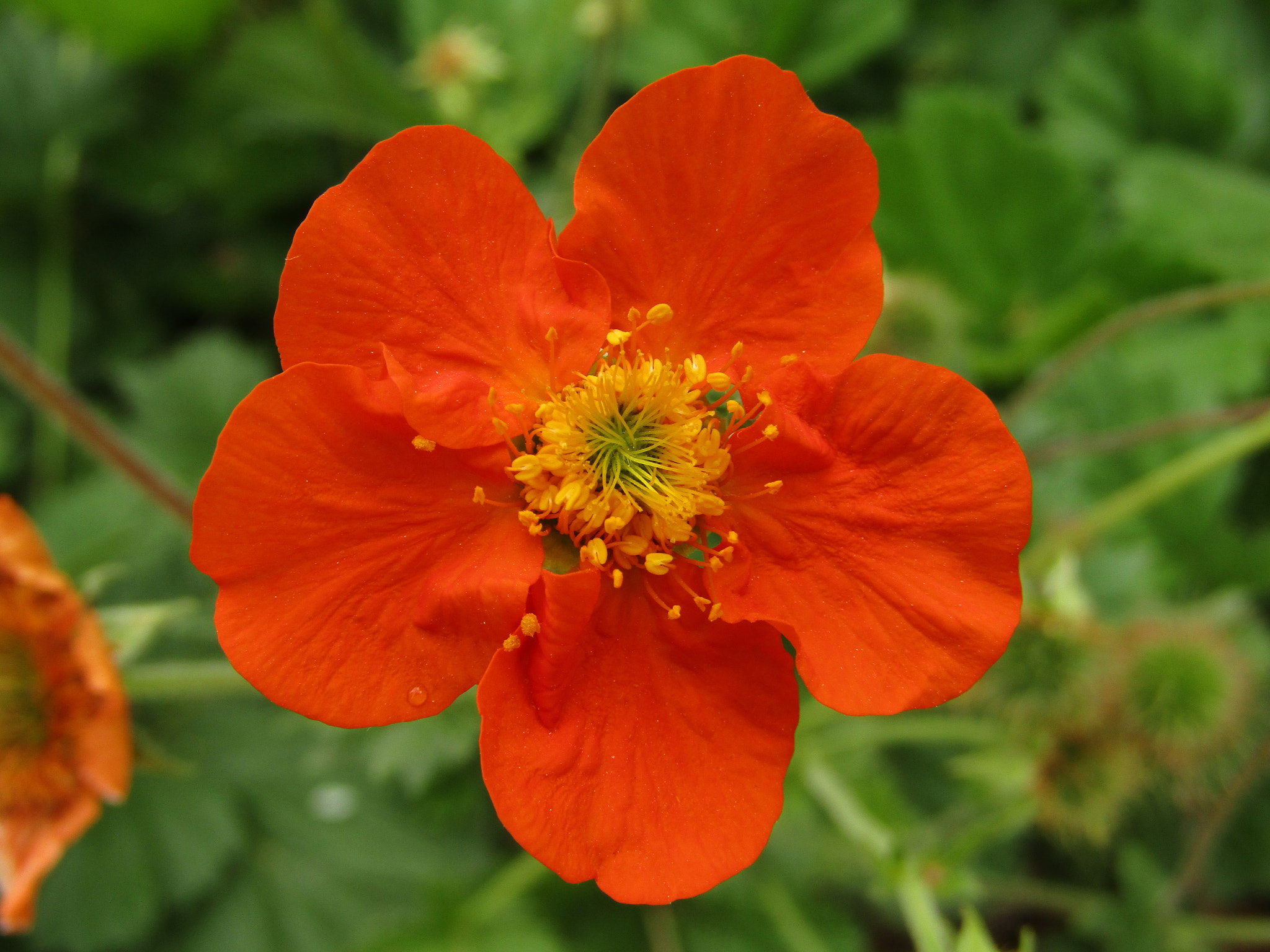 Canon POWERSHOT SX430 IS sample photo. Img photography
