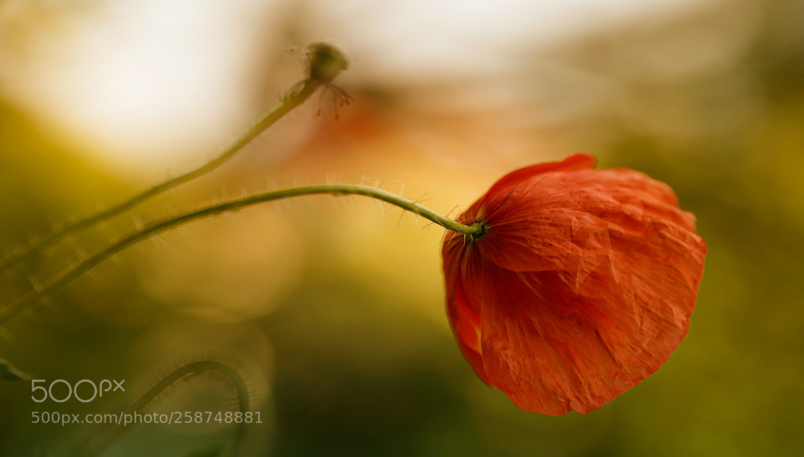 Sony a7R III sample photo. Das saftige rot ... photography