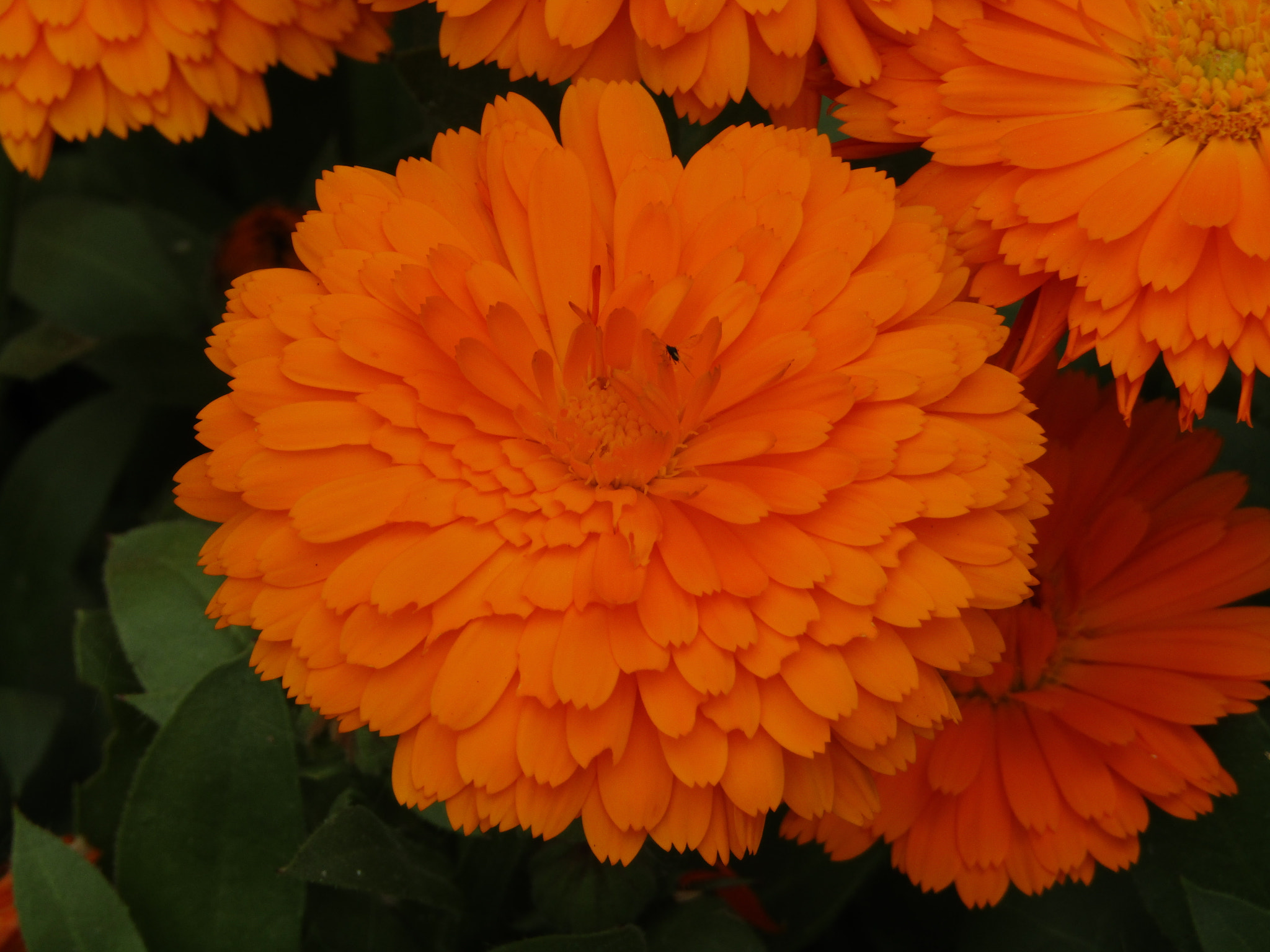 Canon POWERSHOT SX430 IS sample photo. Img photography