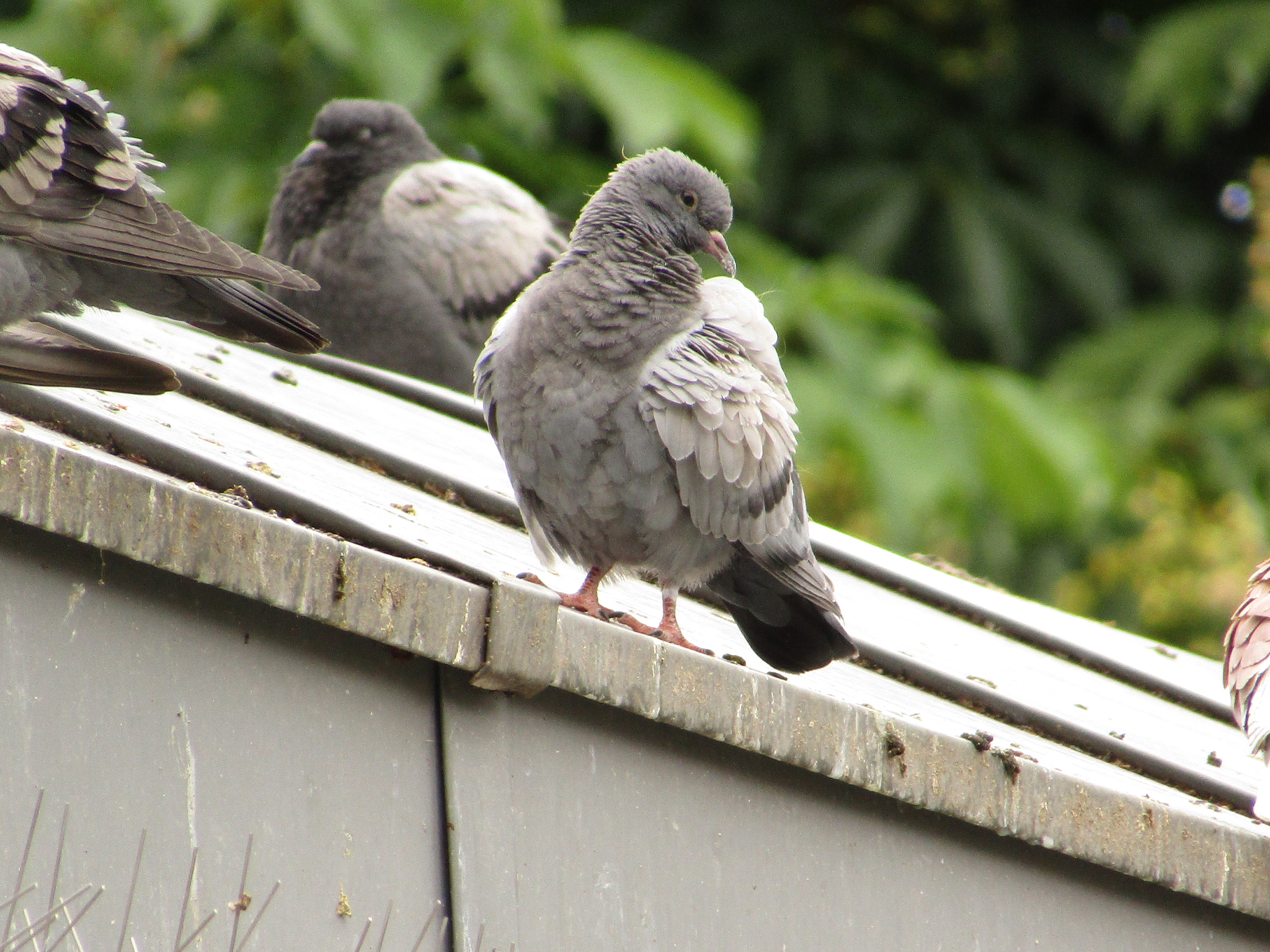 Canon POWERSHOT SX430 IS sample photo. Img photography