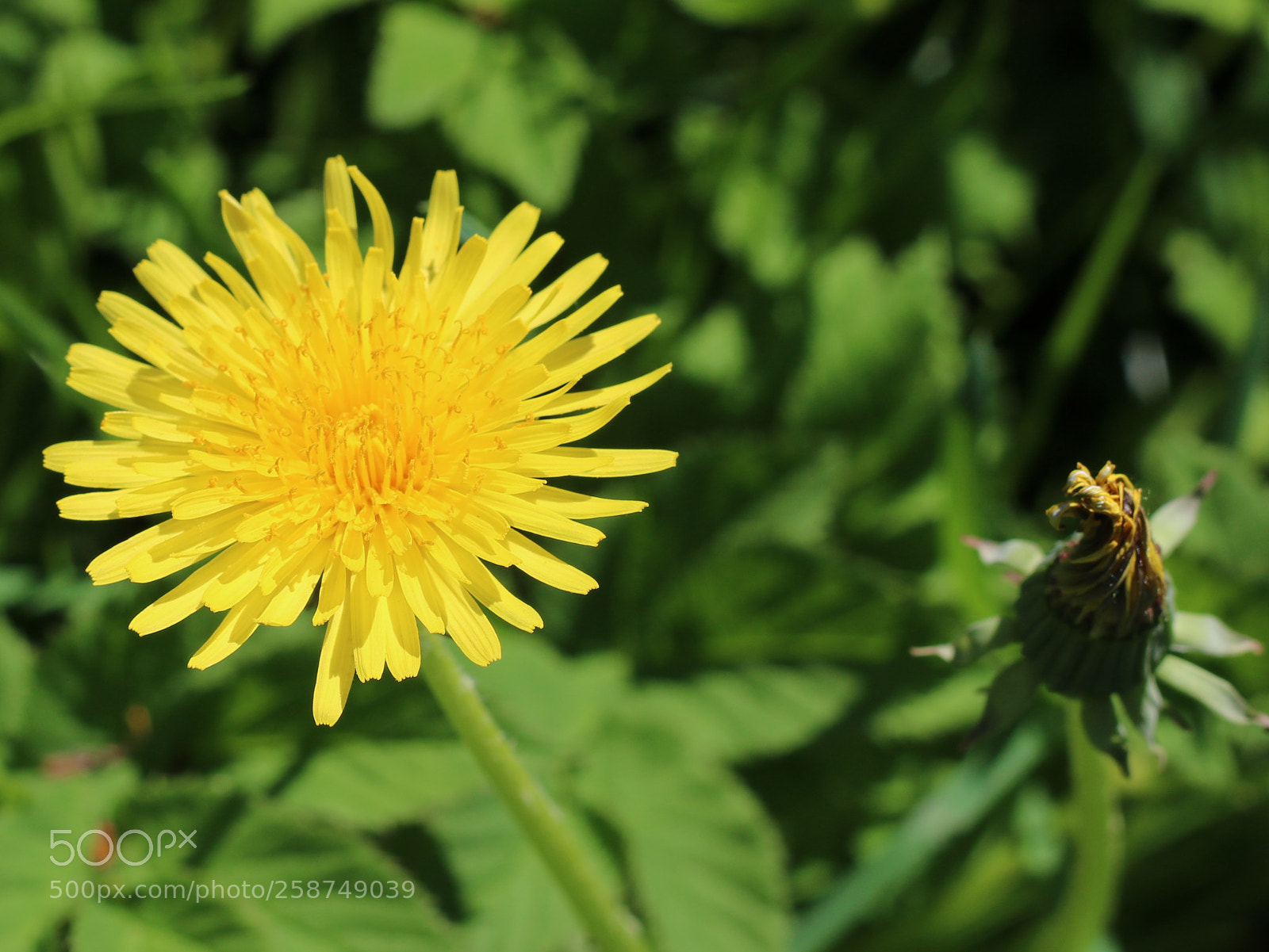 Canon EOS 760D (EOS Rebel T6s / EOS 8000D) sample photo. Dandelion photography
