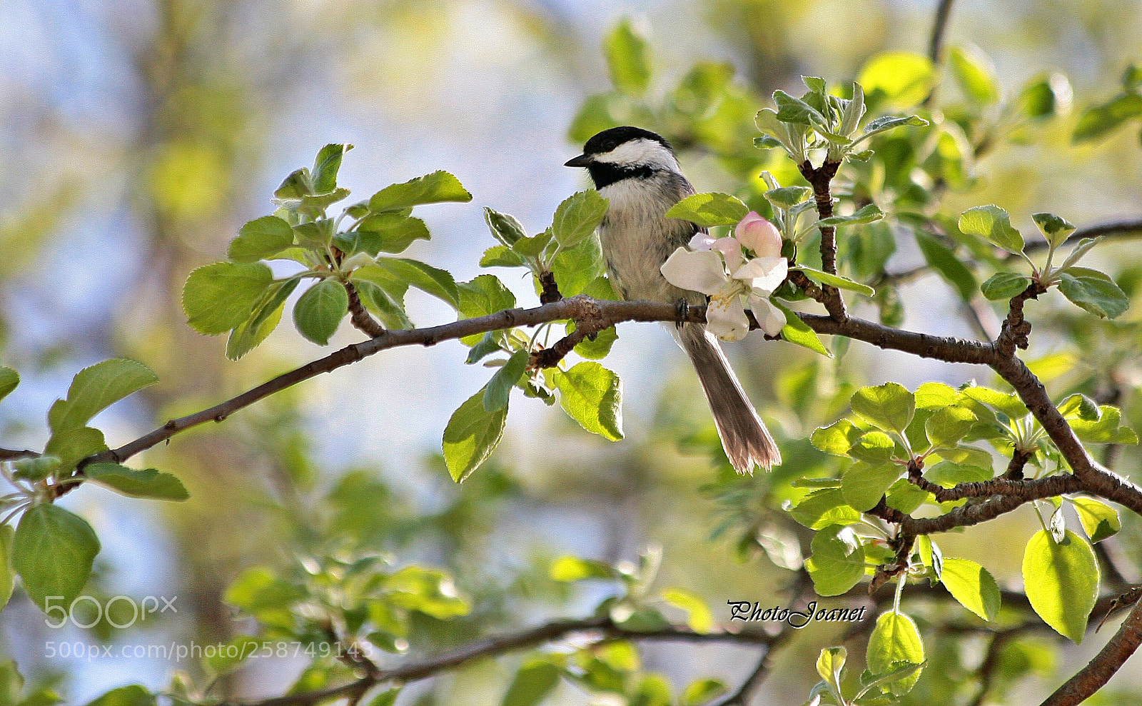 Canon EOS 5D sample photo. Mésange. photography