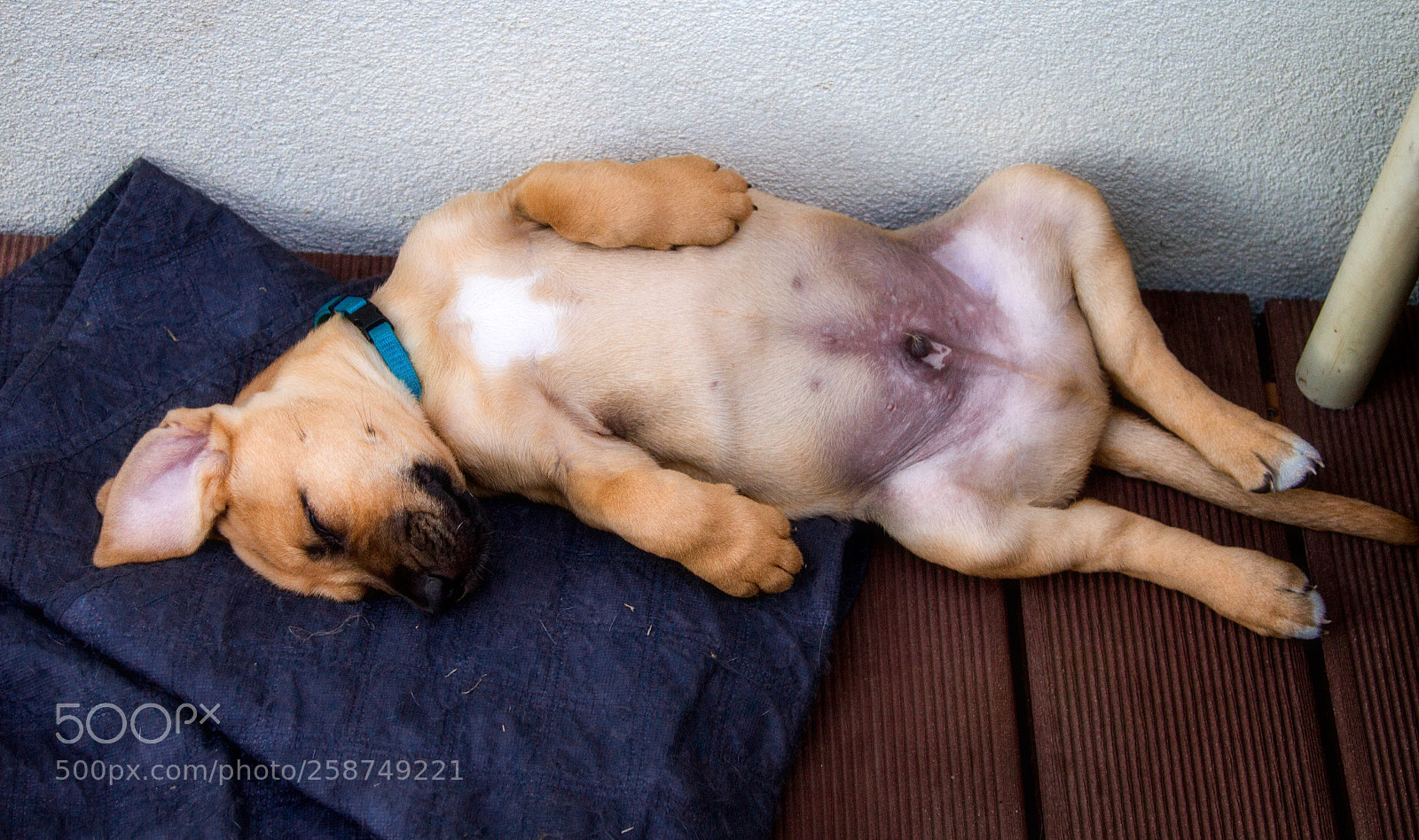 Canon EOS 7D sample photo. Broholmer baby after breastfeeding photography