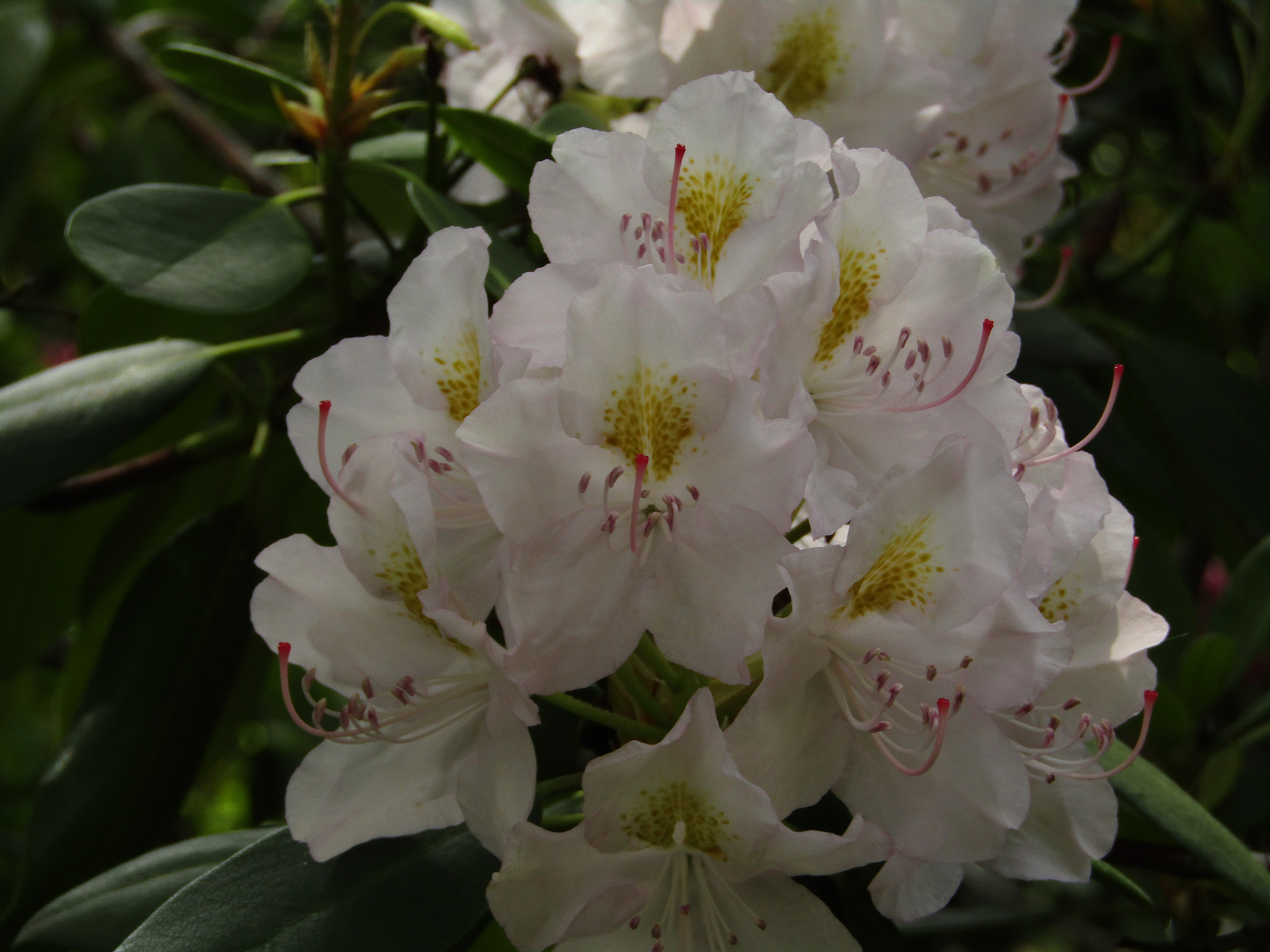 Canon POWERSHOT SX430 IS sample photo. Img photography
