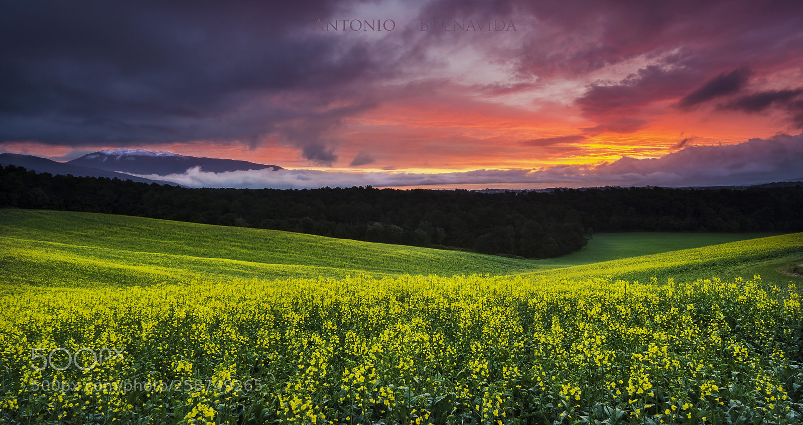 Nikon D5100 sample photo. Campo de colza en photography