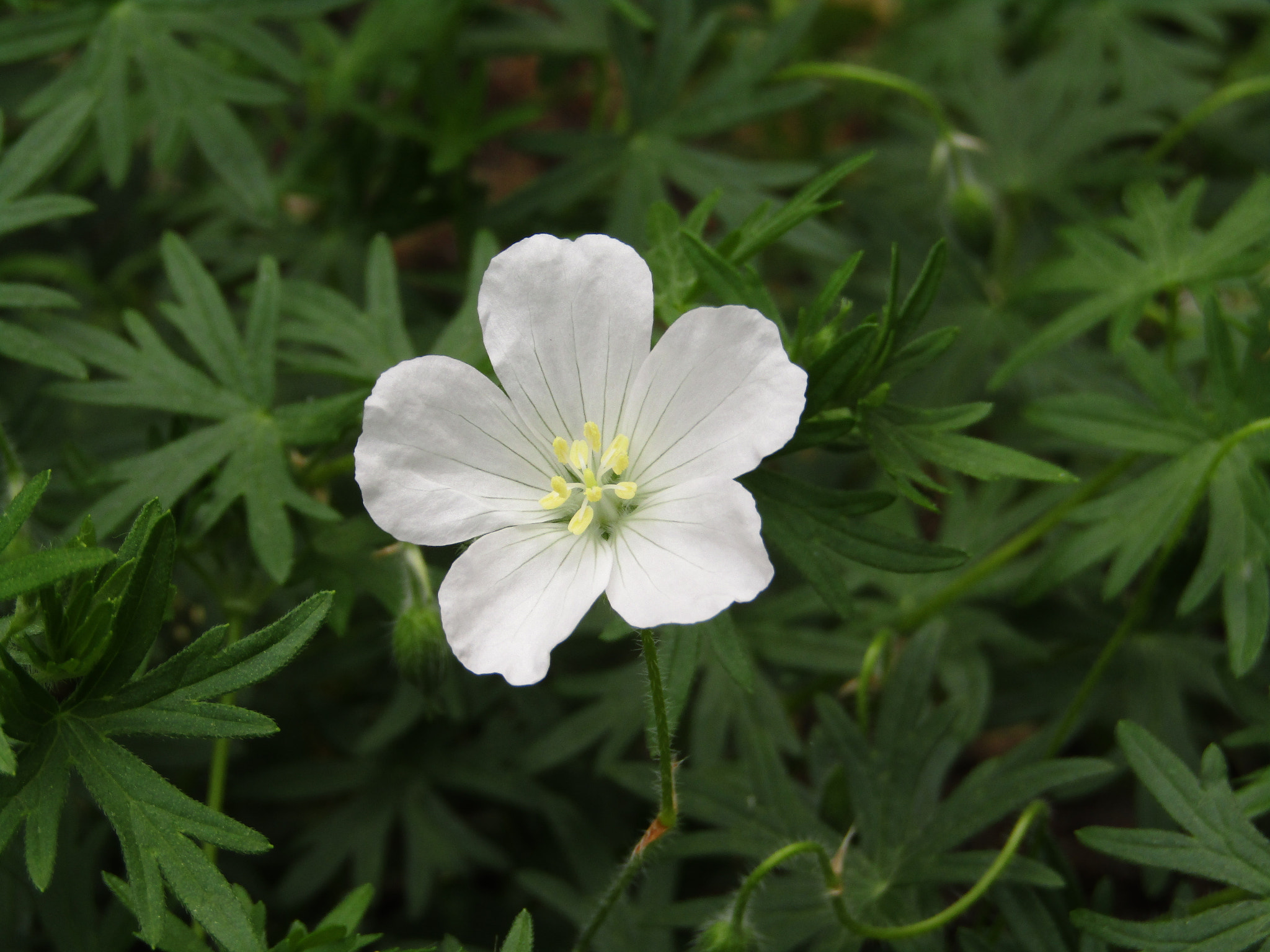 Canon POWERSHOT SX430 IS sample photo. Img photography