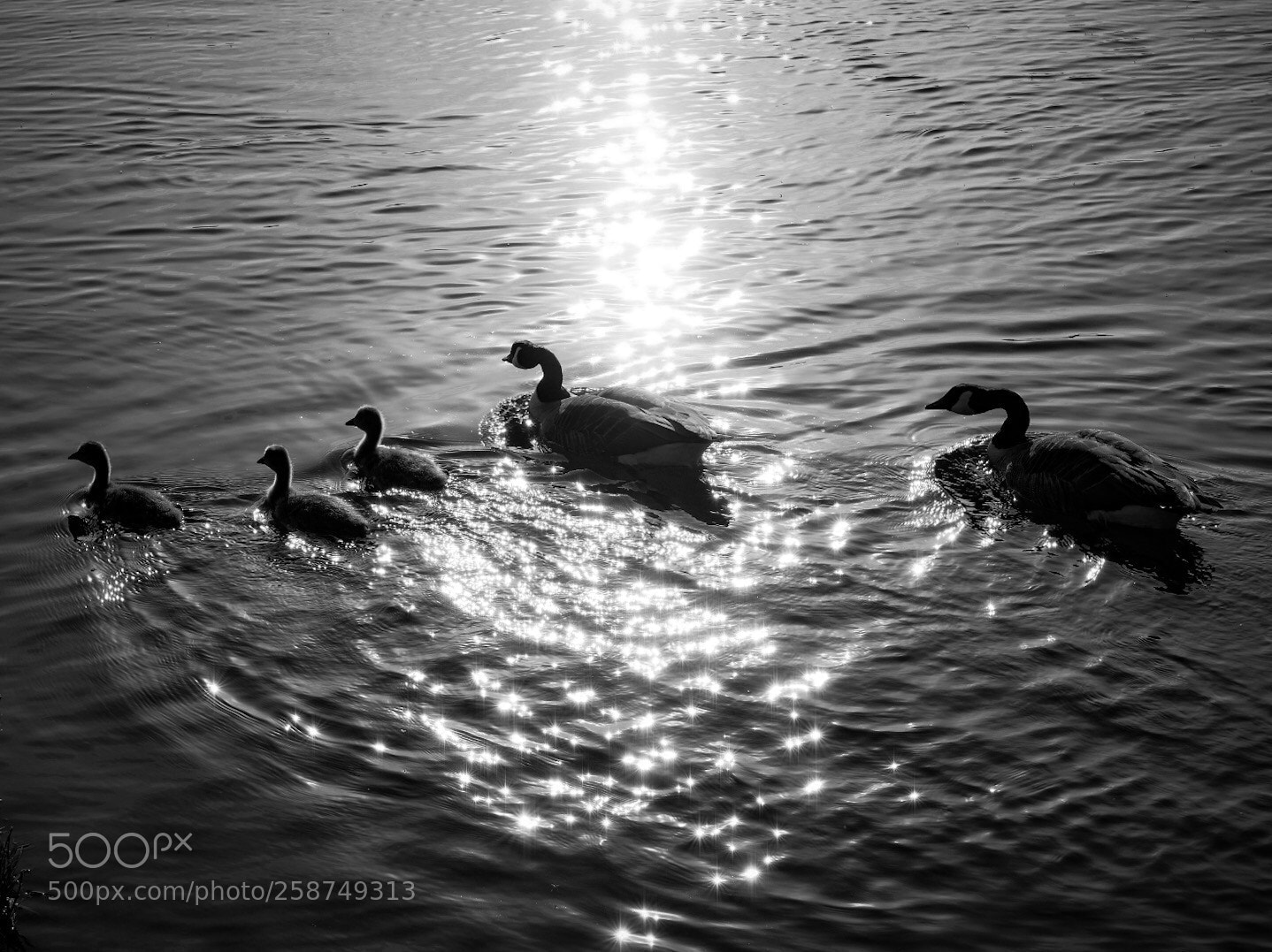 Fujifilm X-T20 sample photo. Three goslings  photography