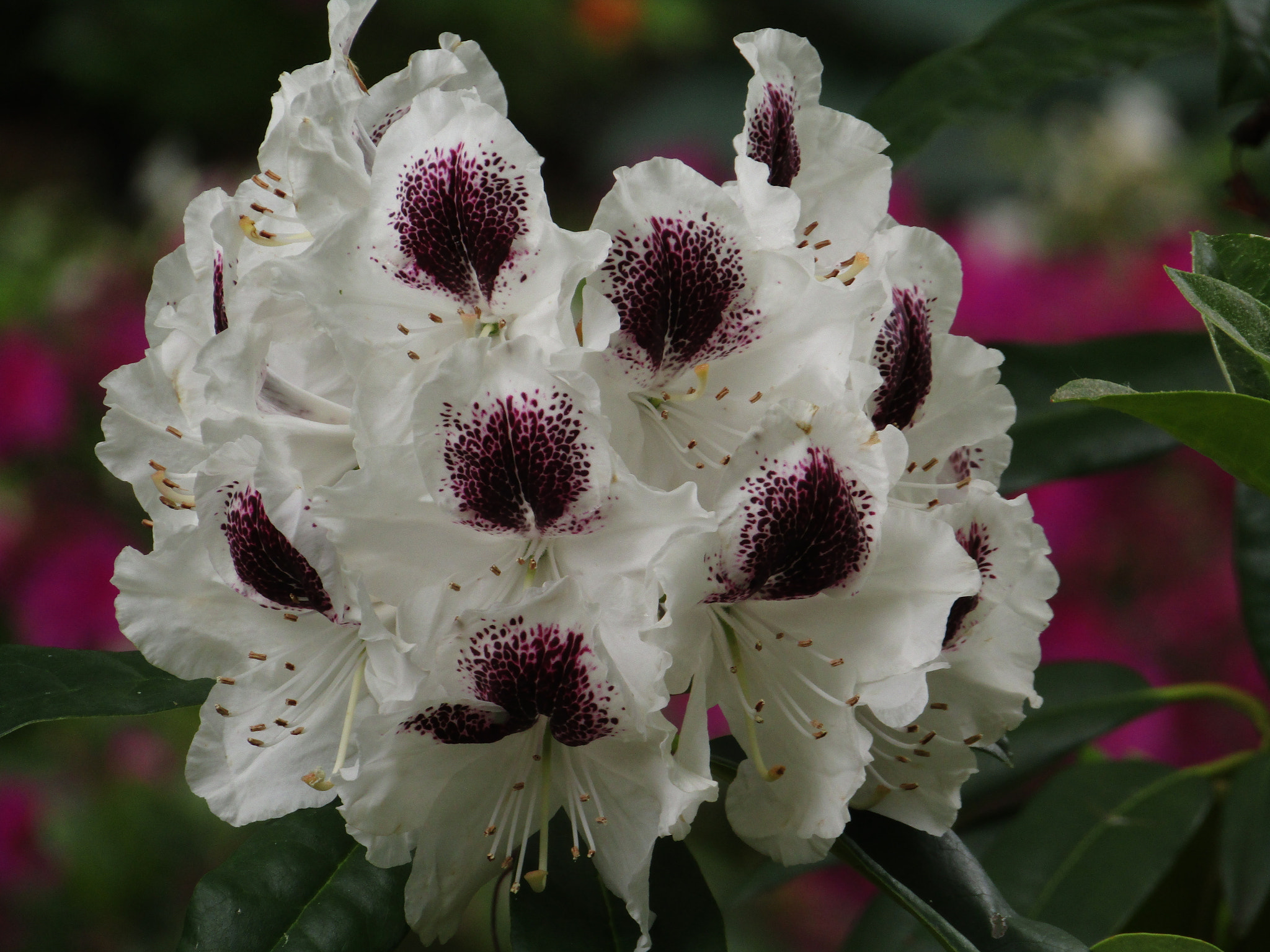 Canon POWERSHOT SX430 IS sample photo. Img photography