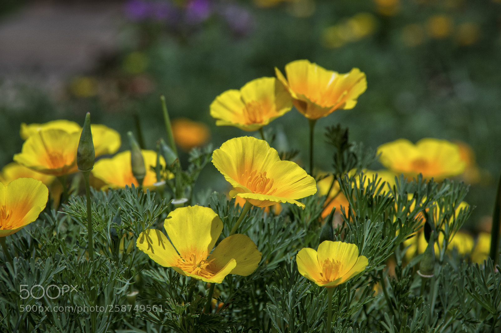 Pentax K-3 sample photo. Sun trackers photography