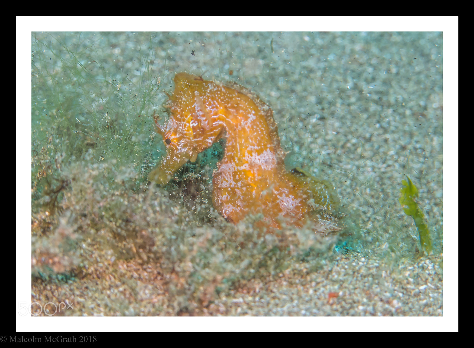 Canon PowerShot G12 sample photo. Sea horse photography