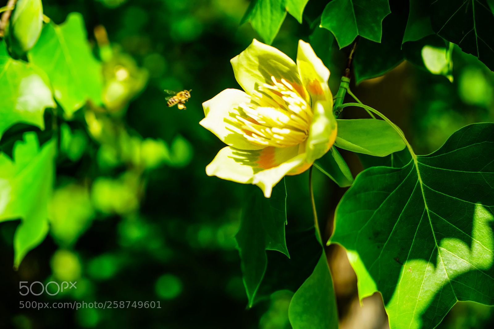 Sony a7R II sample photo. Natural photography