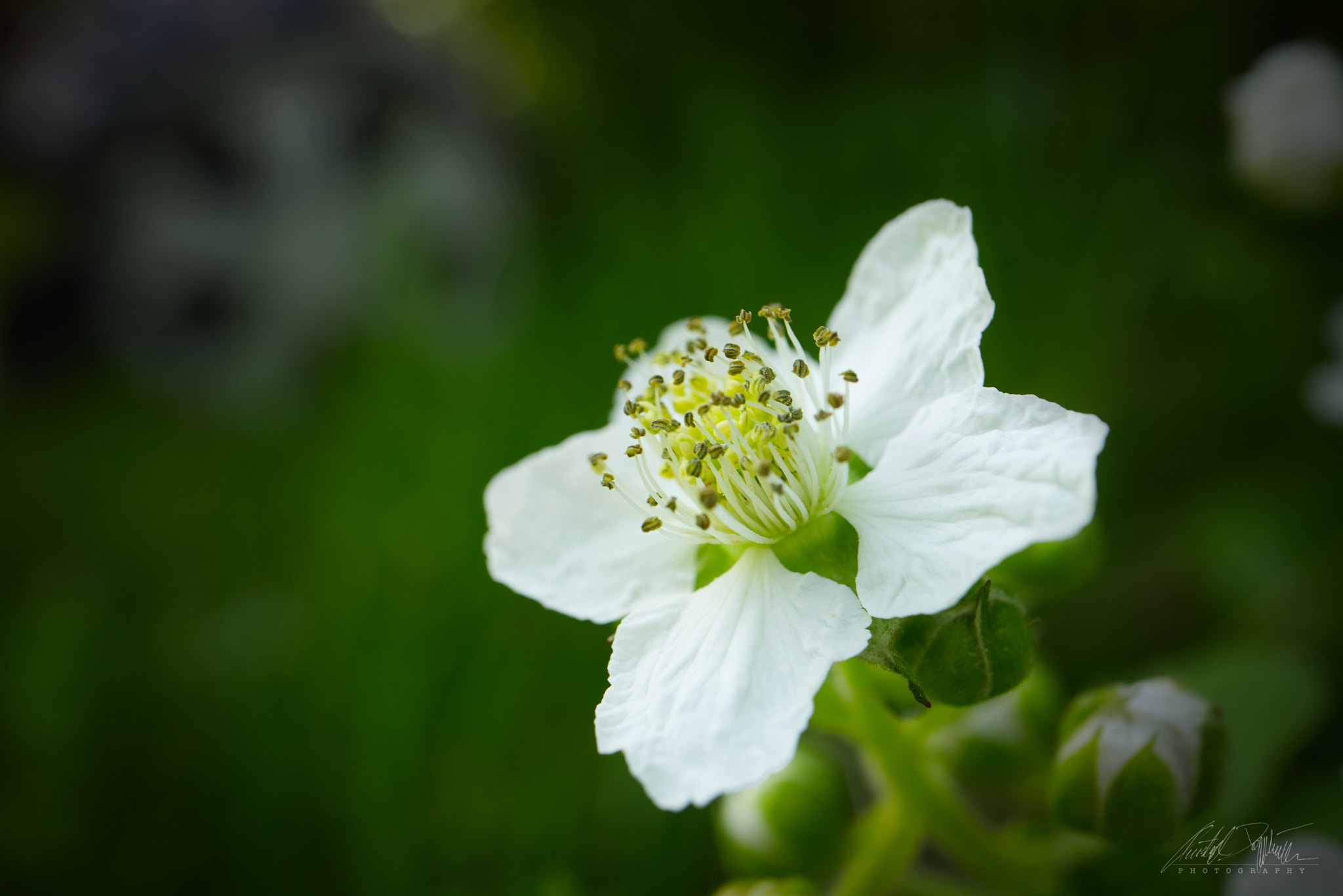 Canon EOS M6 sample photo. Blackberry blossom photography