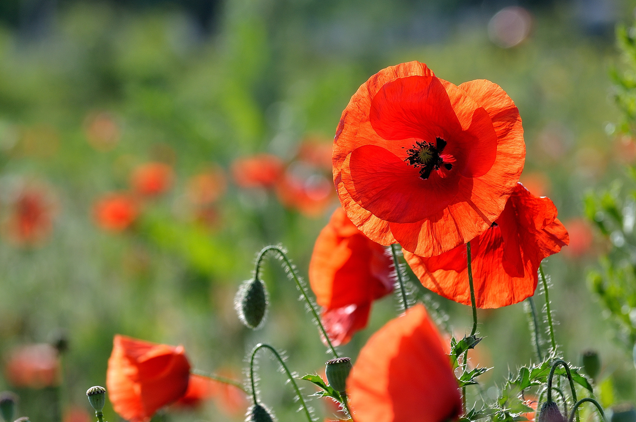 Nikon D5000 sample photo. See you! photography