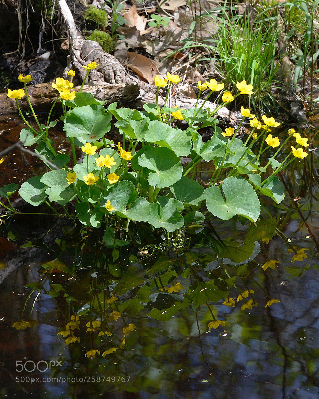 Nikon D800 sample photo. Marsh marigold photography