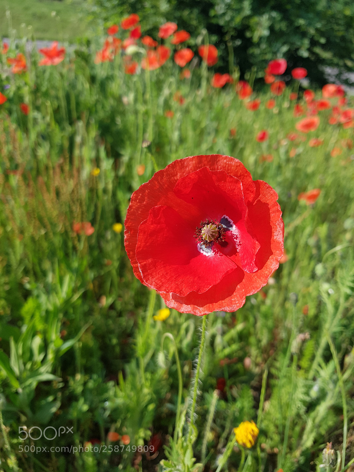 Samsung Galaxy S7 sample photo. All good things are photography