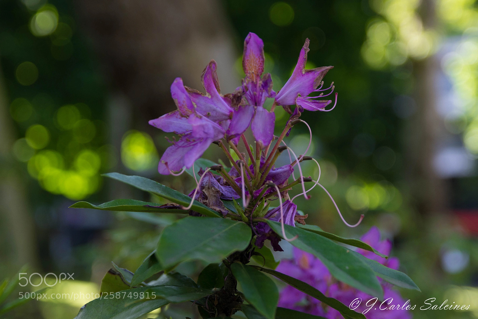Nikon D7200 sample photo. Jcs photography