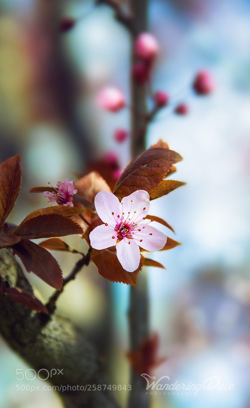 Nikon D3200 sample photo. Delicate photography