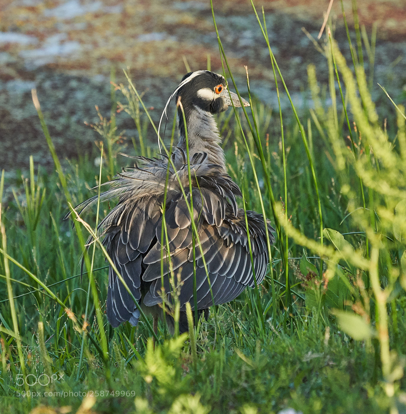 Sony a7R III sample photo. Night heron photography
