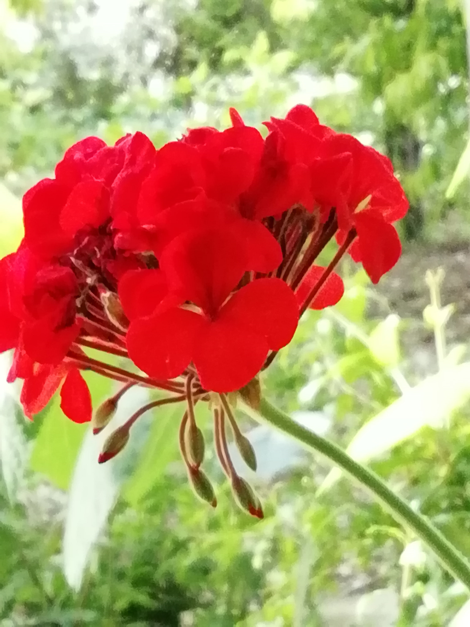 HUAWEI FIG-LX1 sample photo