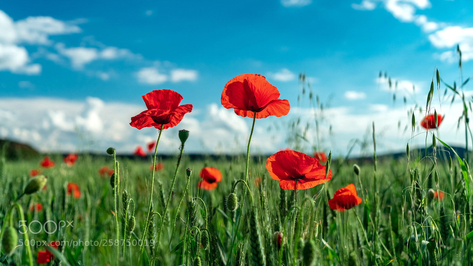 Sony a7 II sample photo. Amapolas photography