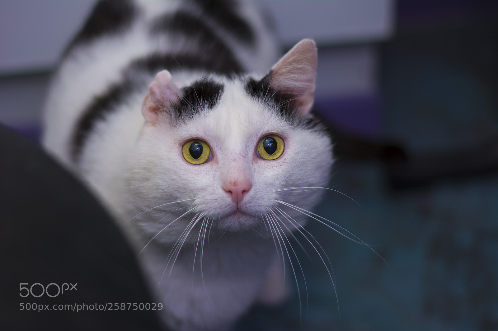 Nikon D5200 sample photo. Collorgnlspringtest chroma photography