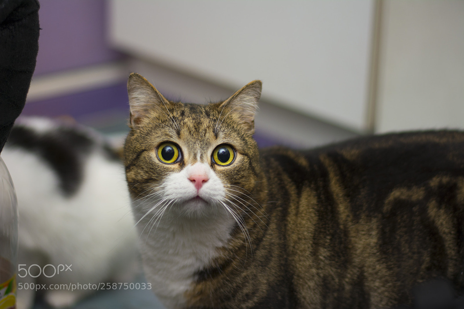 Nikon D5200 sample photo. Collorgnlspringtest chroma photography