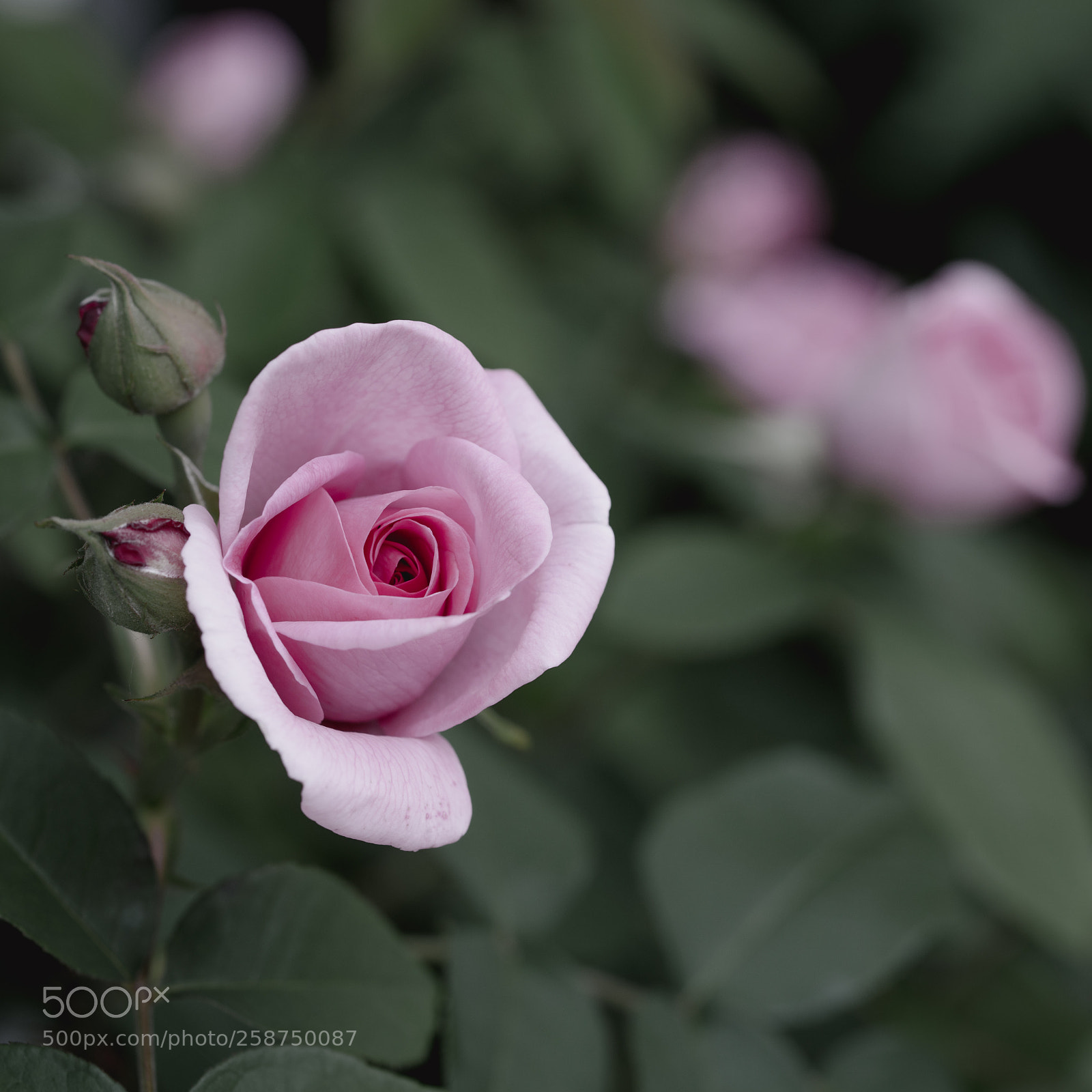 Sony a99 II sample photo. Pink rose photography